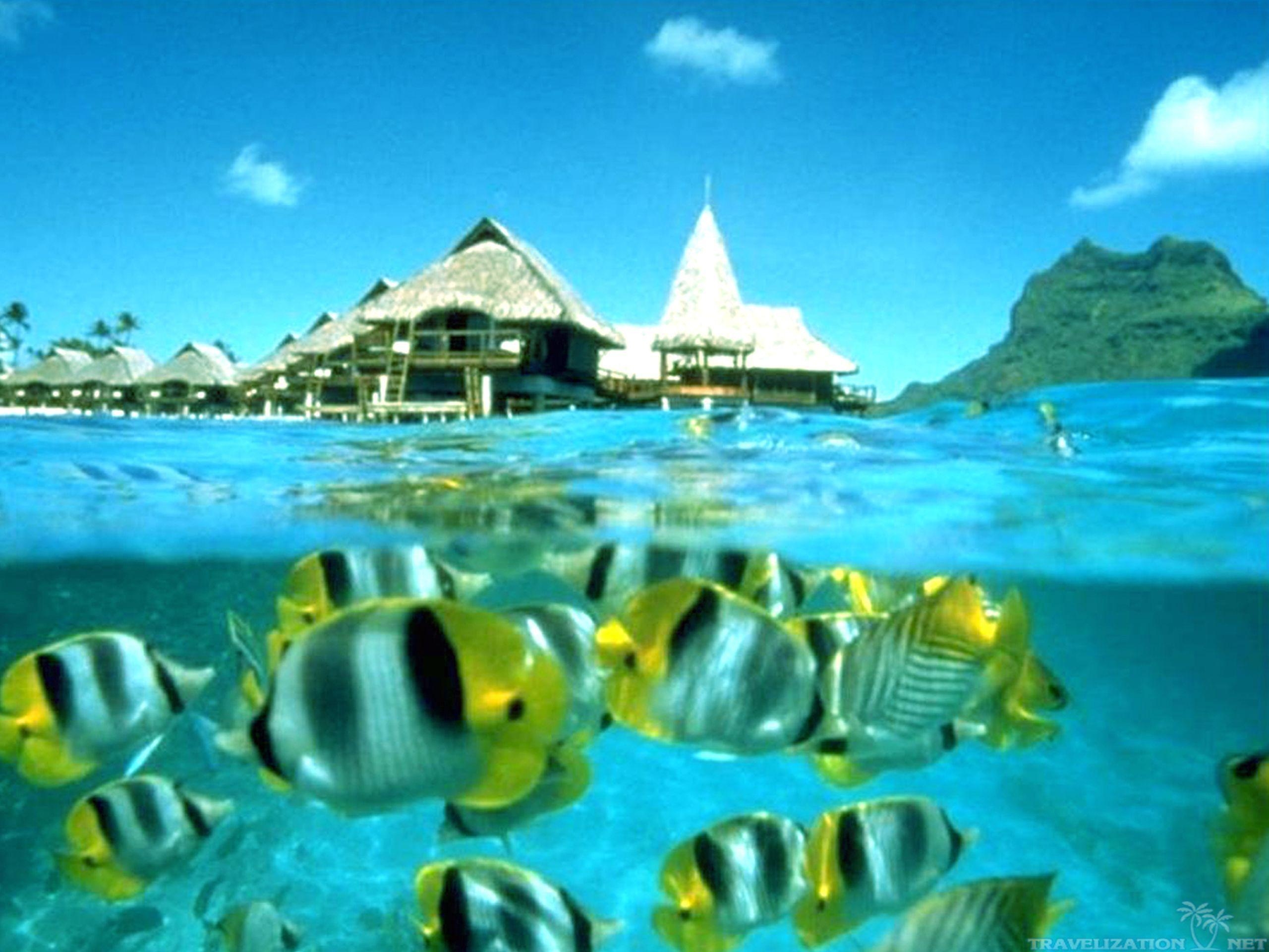 2560x1920 Popular Fish Underwater Tropical Tahiti Wallpaper, HQ Background, Desktop