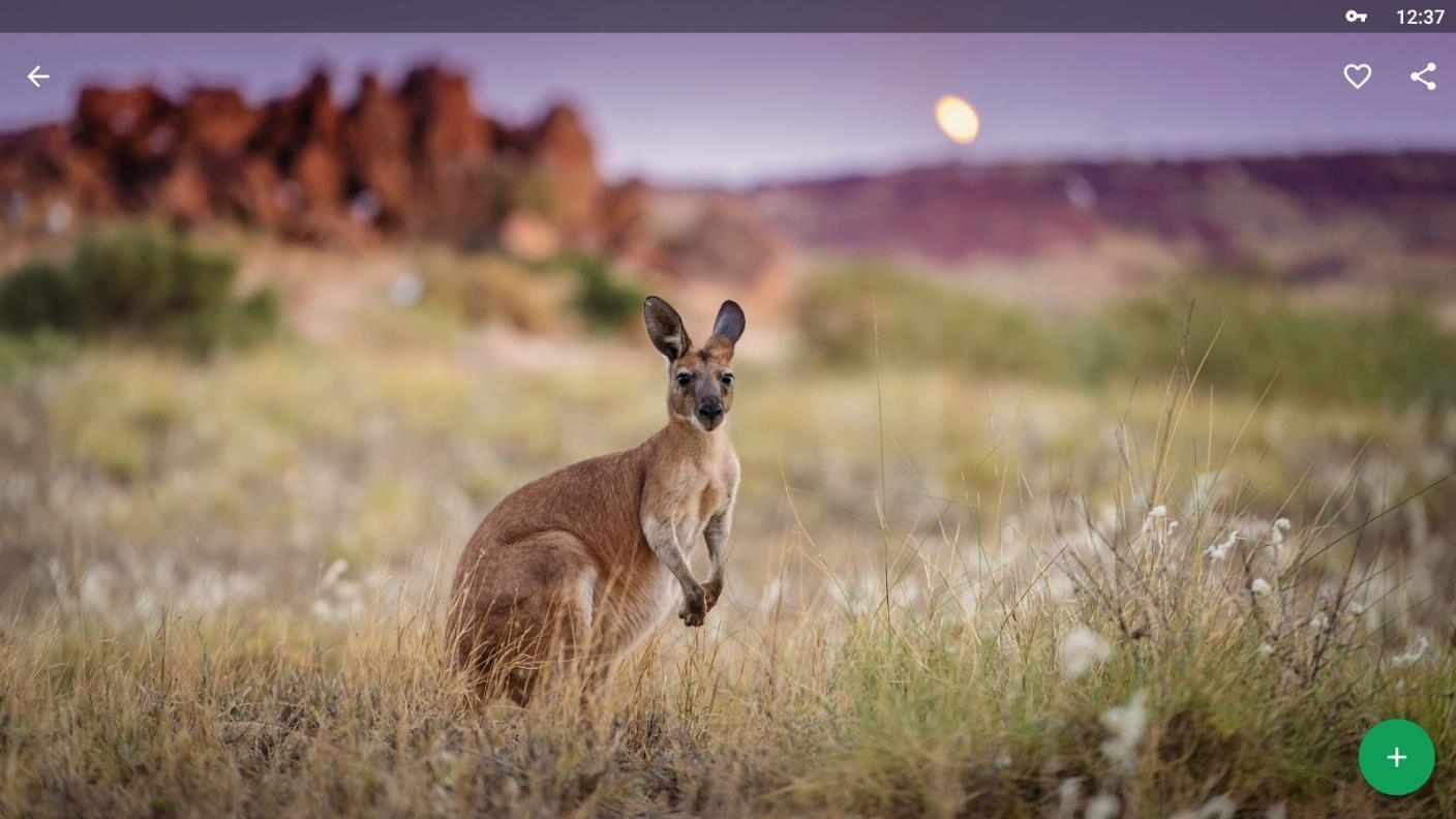 1410x800 Kangaroo Wallpaper HD for Android, Desktop