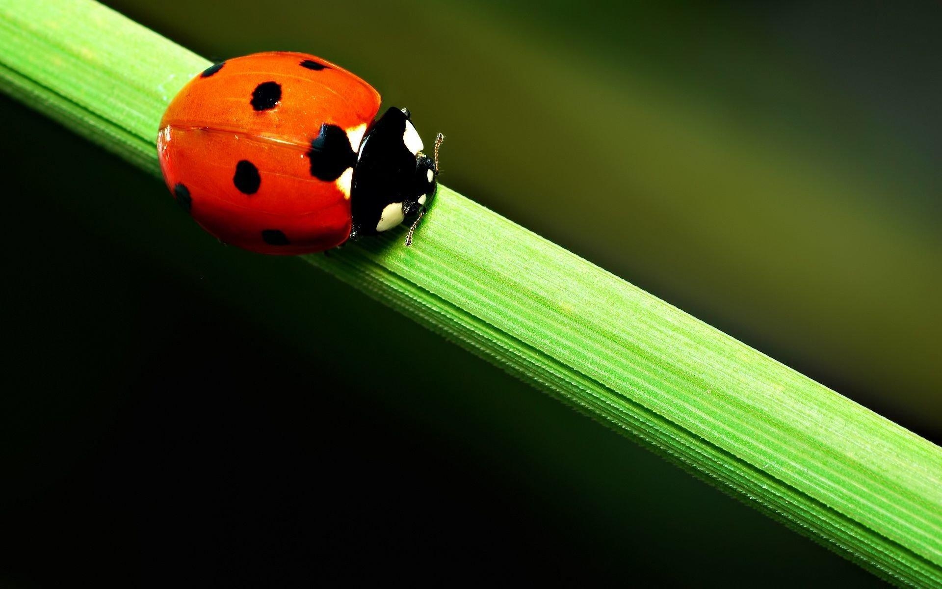 1920x1200 Close Up Wallpaper Of A Cute Ladybird Beetle, Desktop