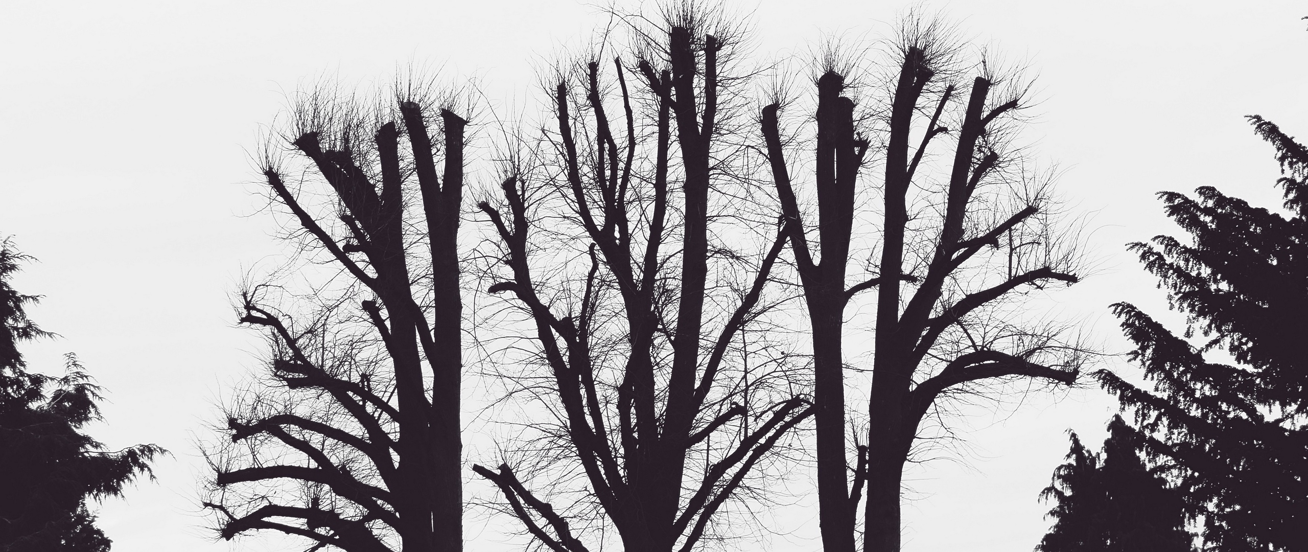 2560x1080 Download wallpaper  trees, branches, aesthetic, bw dual, Dual Screen