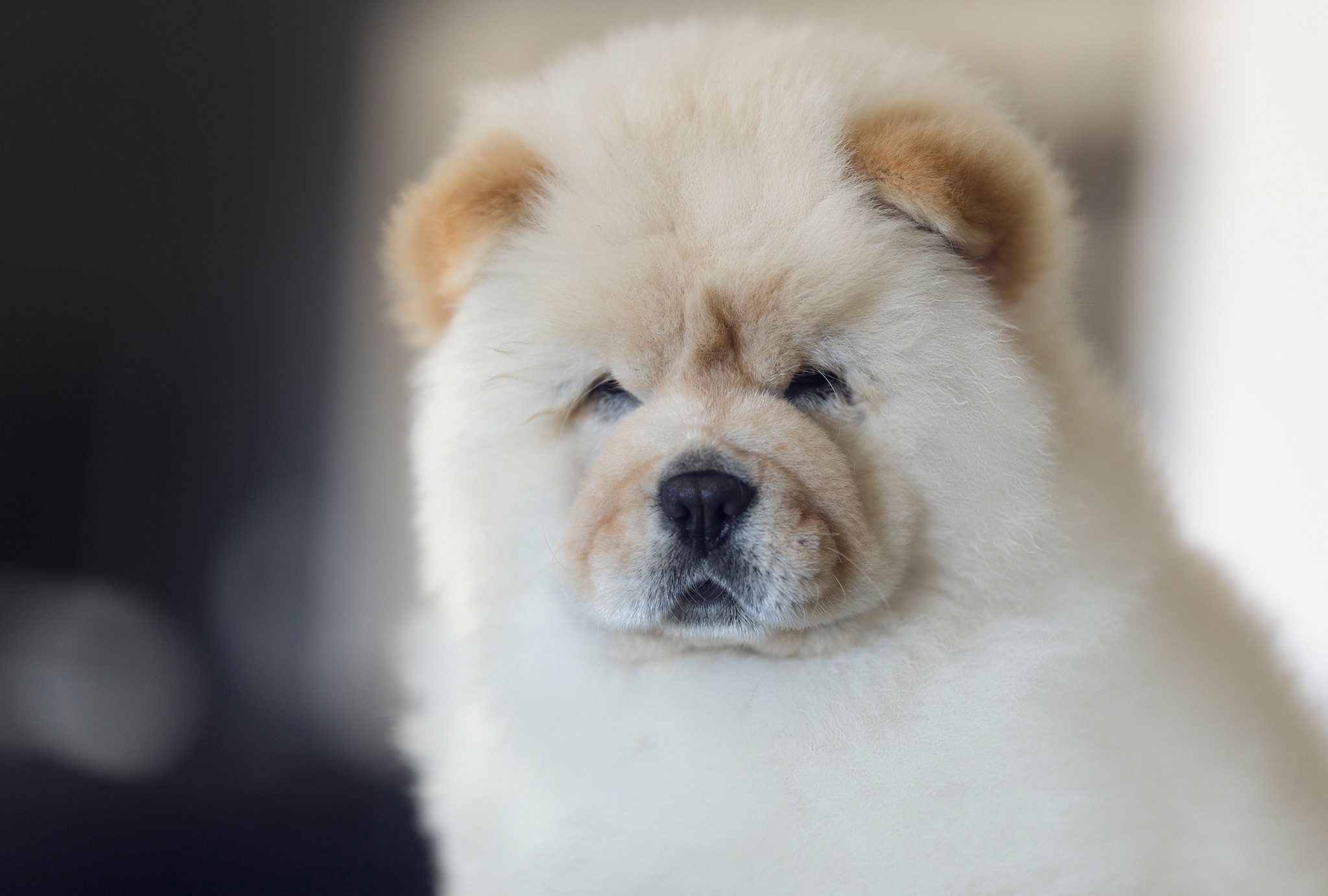 2050x1390 Chow Chow HD, Puppy, Dog, Pet Gallery HD Wallpaper, Desktop