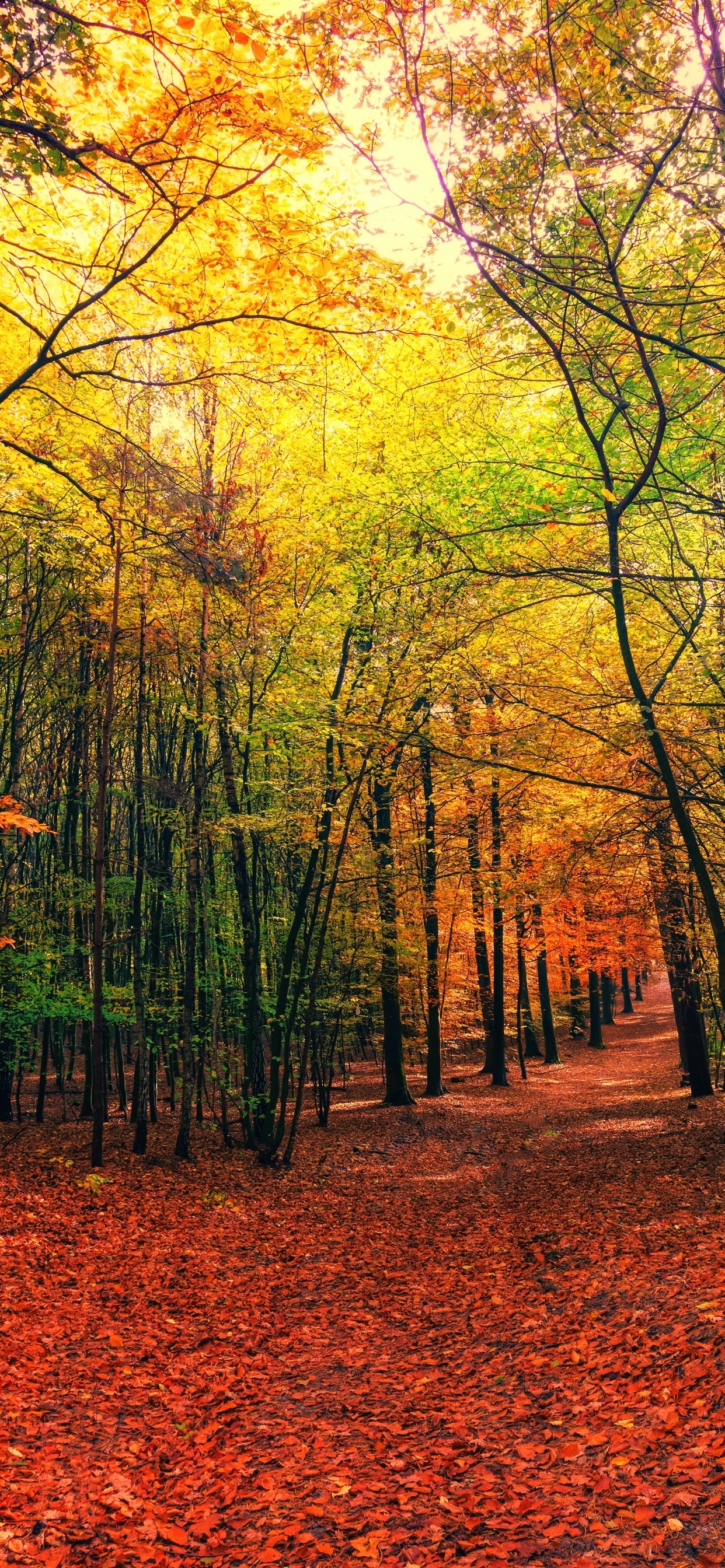 1250x2690 Forest Wallpaper 4K, Autumn, Sunny day, Foliage, Sunlight, 5K, Nature, Phone