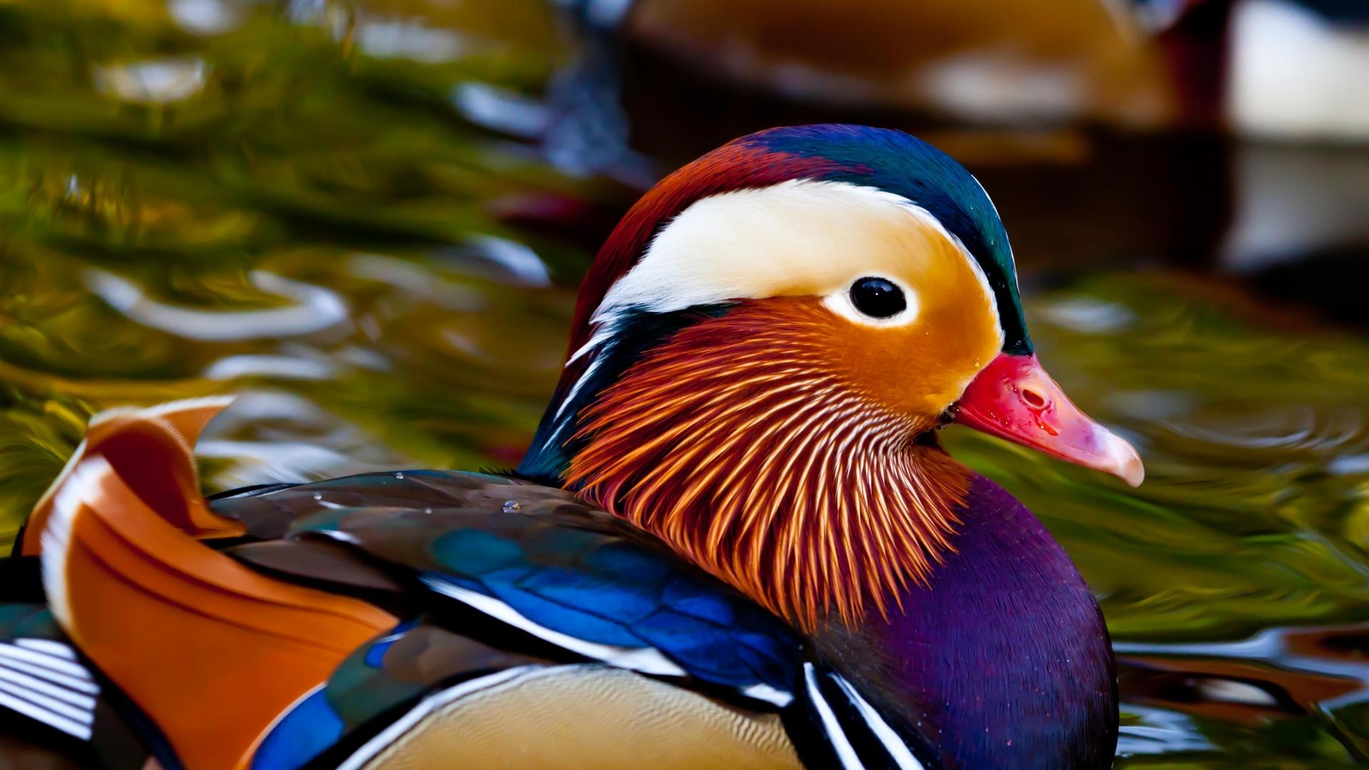 1920x1080 Mandarin Duck wallpaper, Animal, HQ Mandarin Duck pictureK Wallpaper 2019, Desktop