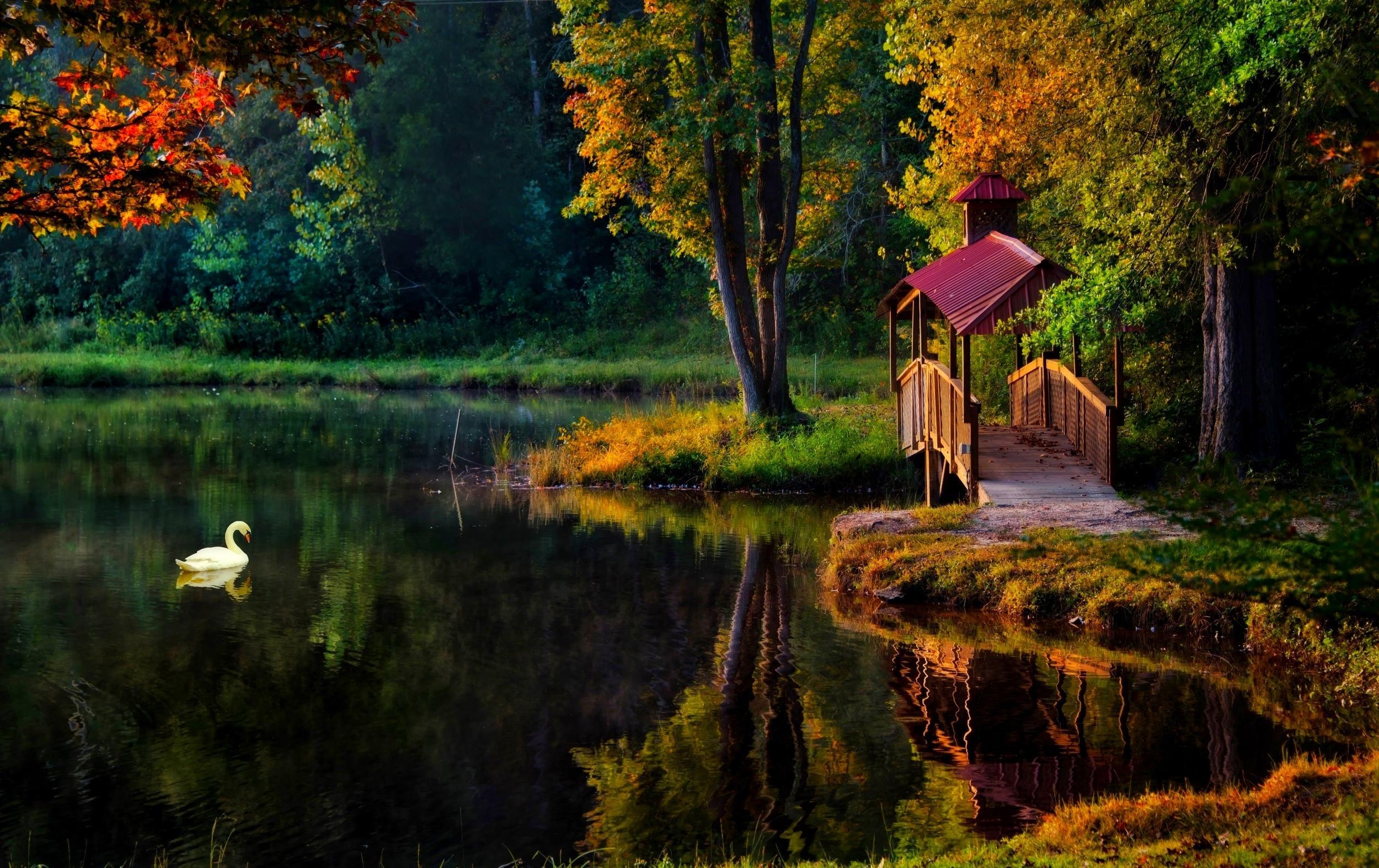 2500x1580 beautiful, reflection, swan, lake, bridge, fall, calm, trees, Desktop