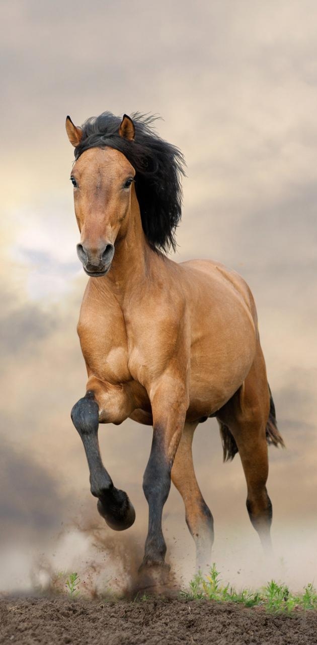 630x1280 Running horse wallpaper, Phone