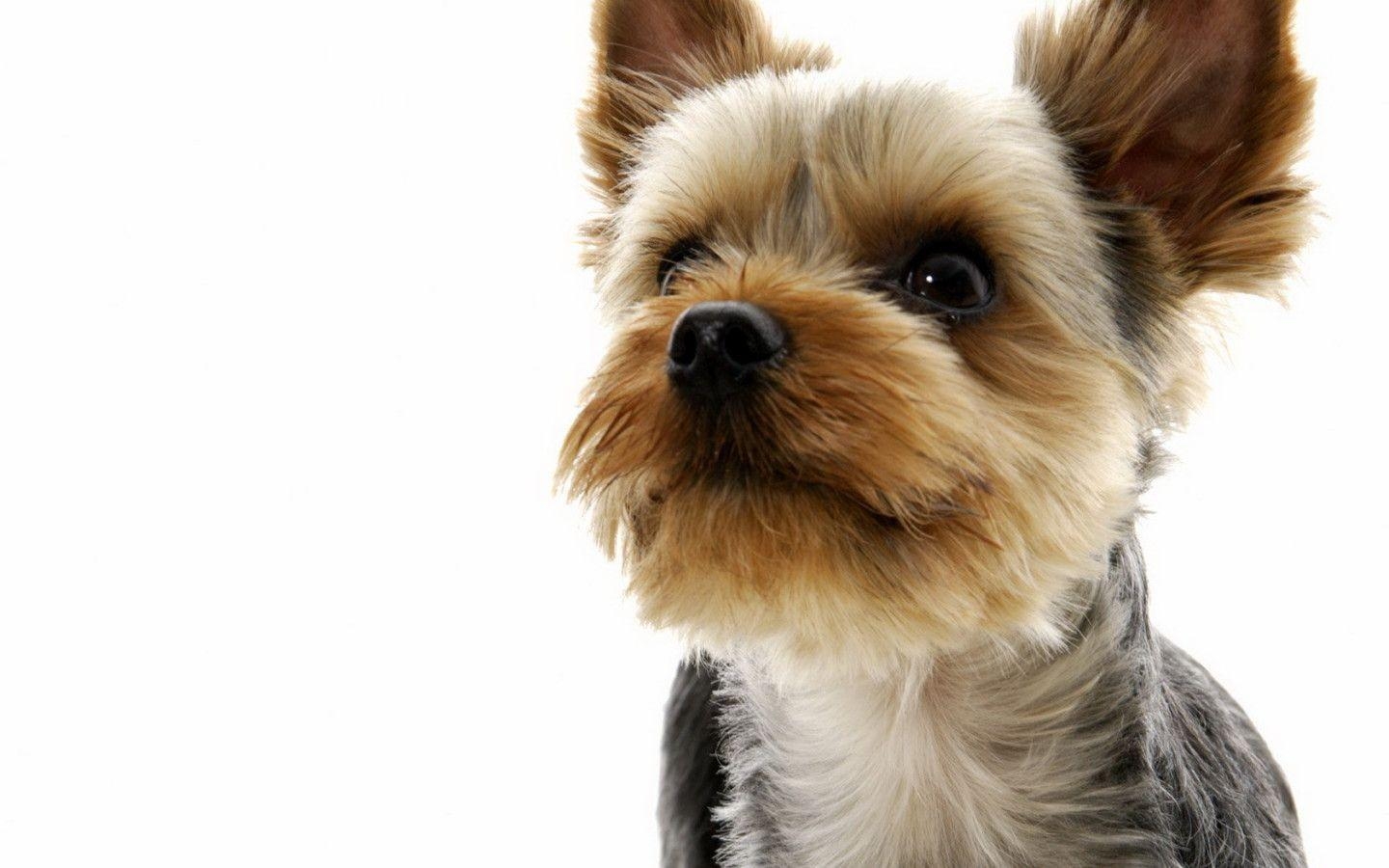 1440x900 Yorkshire Terrier Widescreen Wallpaper Wallpaper Inn, Desktop