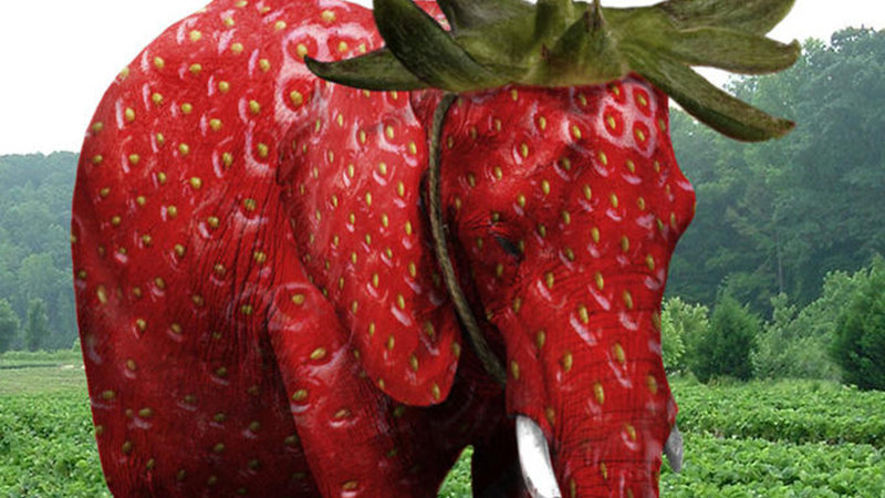 800x450 strawberry elephant wallpaper, Desktop