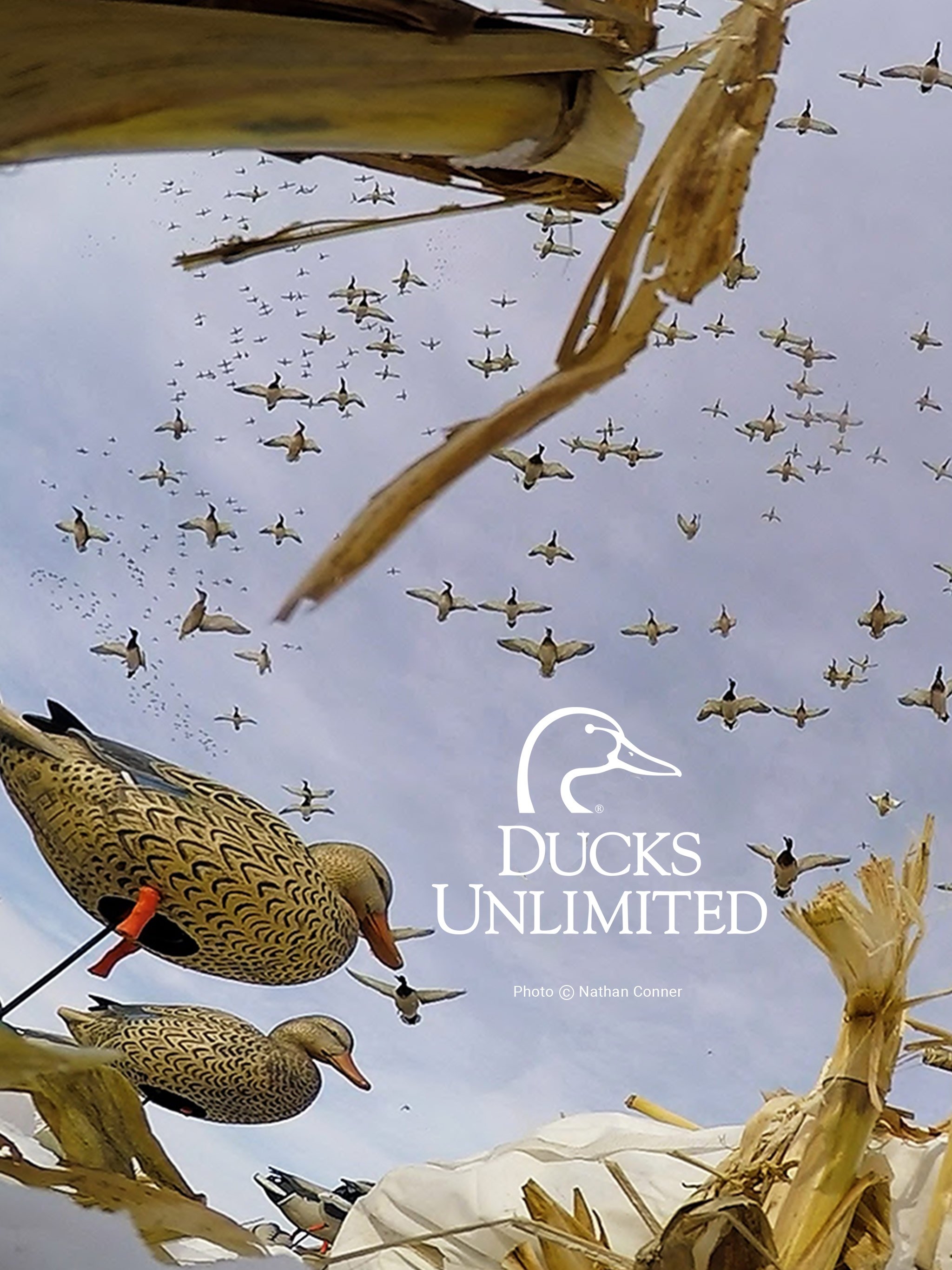 2050x2740 Ducks Unlimited, Phone