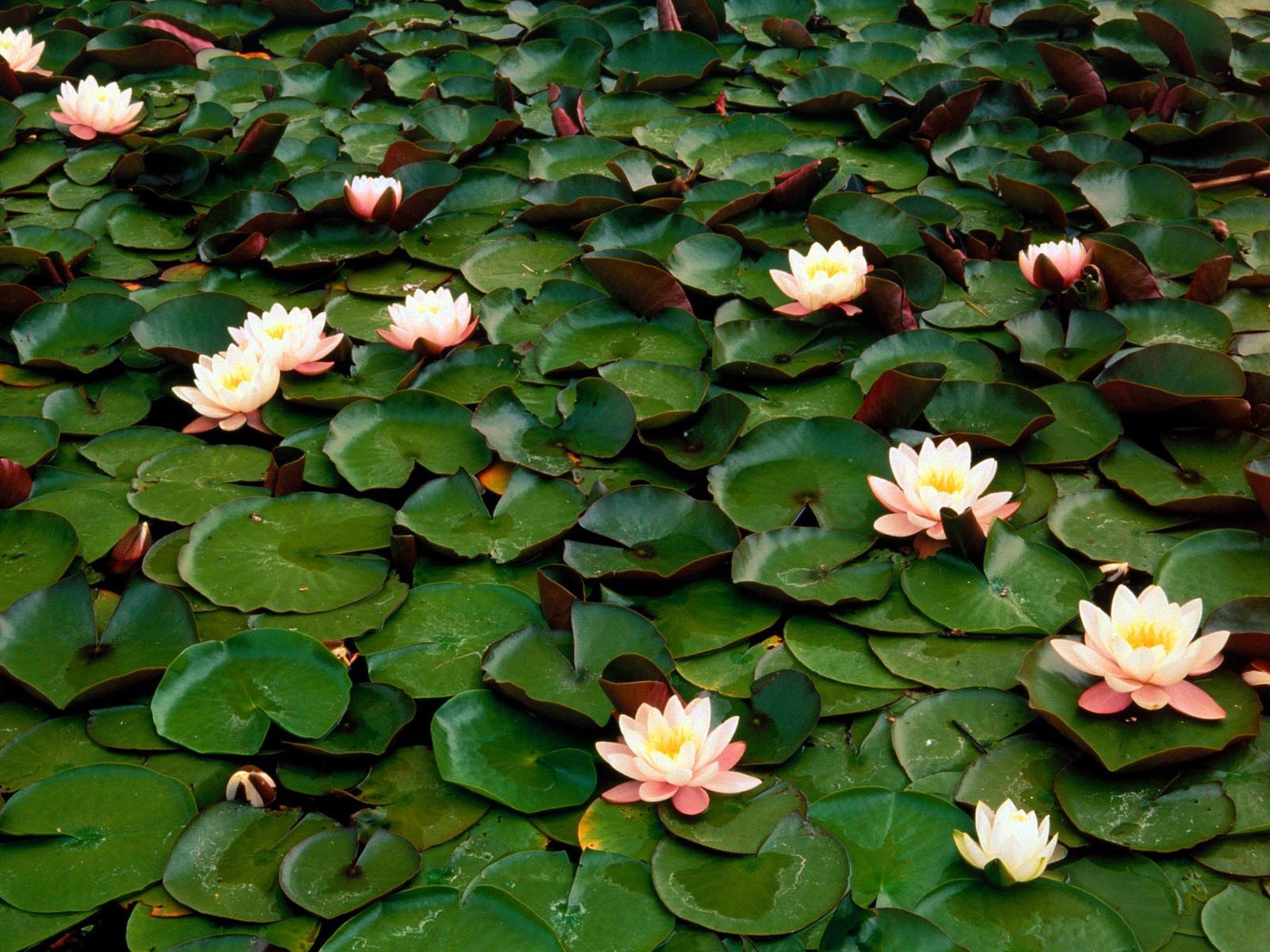 1600x1200 Water lilies, Desktop