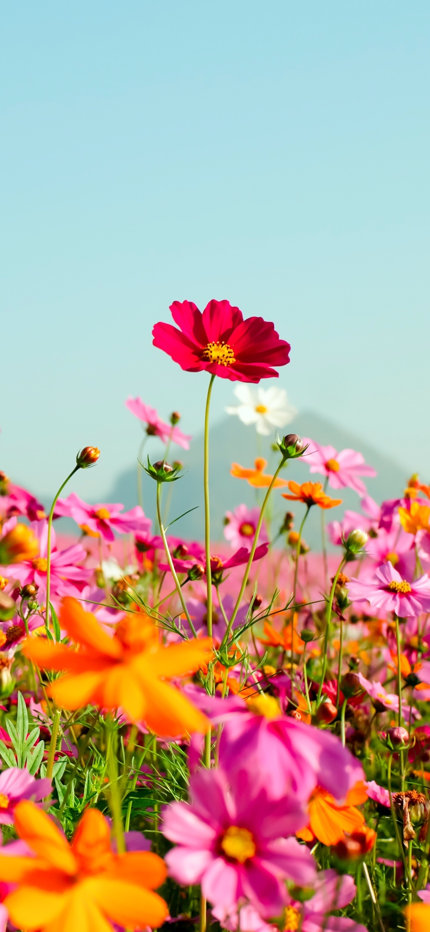 1440x3120 Wallpaper / Earth Cosmos Phone Wallpaper, Orange Flower, Summer, Flower, Pink Flower, Meadow,  free download, Phone