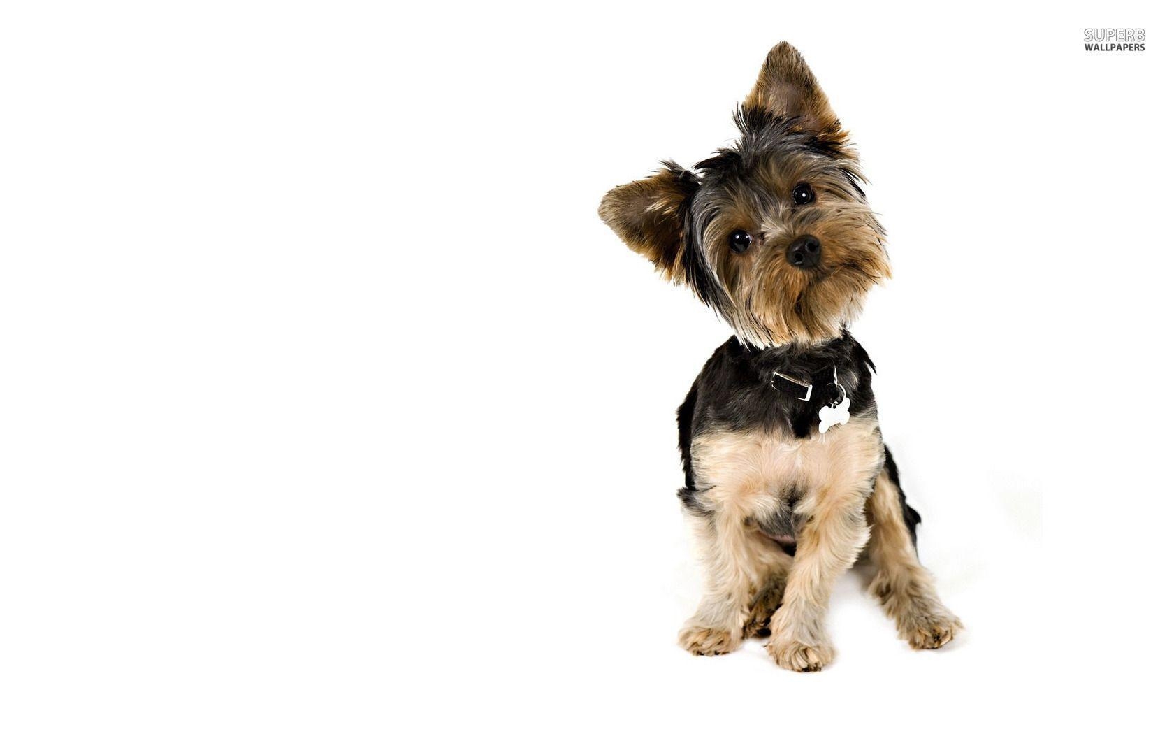 1680x1050 Curious Yorkshire Terrier wallpaper wallpaper - #, Desktop