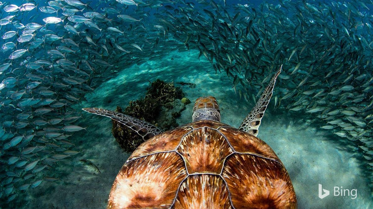 1200x680 Bingverified Account Sea Turtle With Sardines Near, Desktop