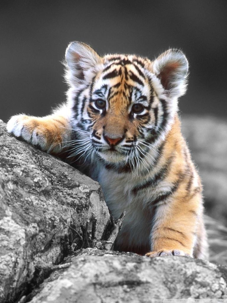 770x1030 Cute Tiger Cub ❤ 4K HD Desktop Wallpaper for 4K Ultra HD TV, Phone