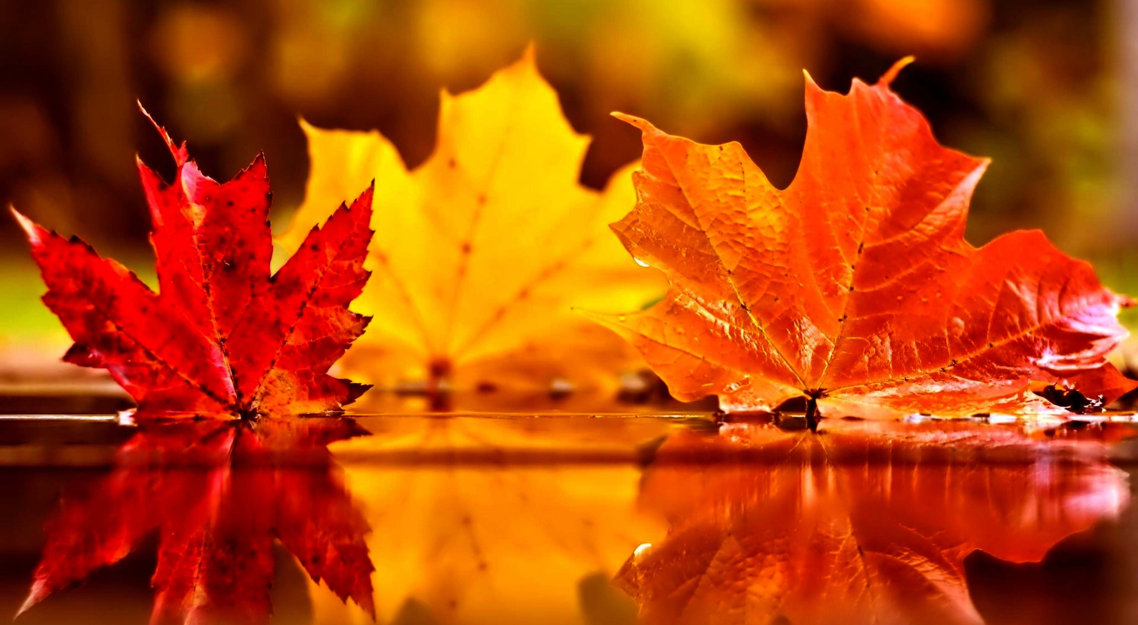 3840x2120 Autumn Leaves On Water Wallpaper Background. Autumn Wallpaper, Best Autumn Wallpaper and Lonely Autumn HD Wallpaper, Desktop