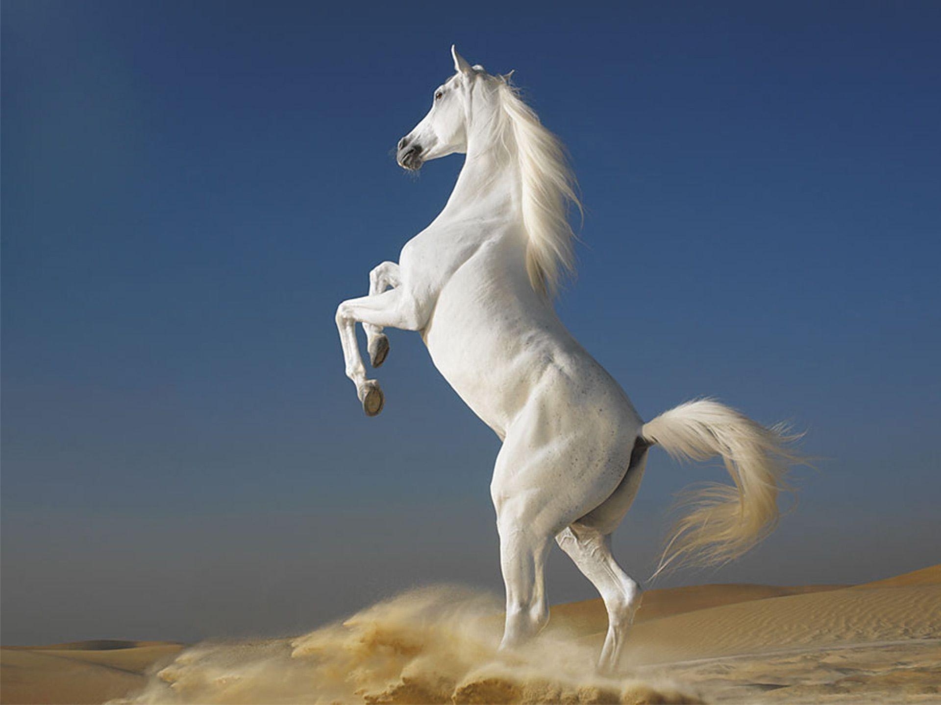 1920x1440 amazing White Horse Wallpaper, Desktop