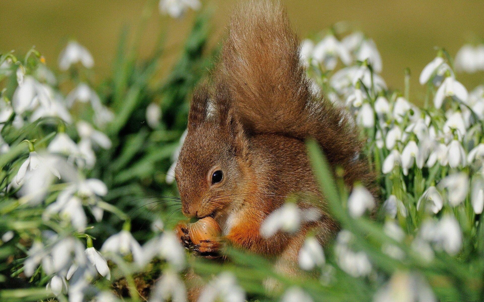 1920x1200 Squirrel Wallpaper, Desktop