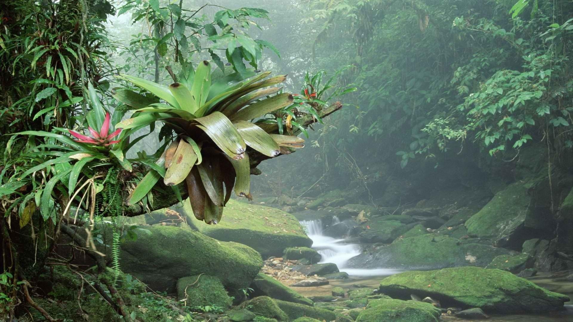 1920x1080 Brazil Wallpaper: A Place For Your Exotic Holiday, Desktop