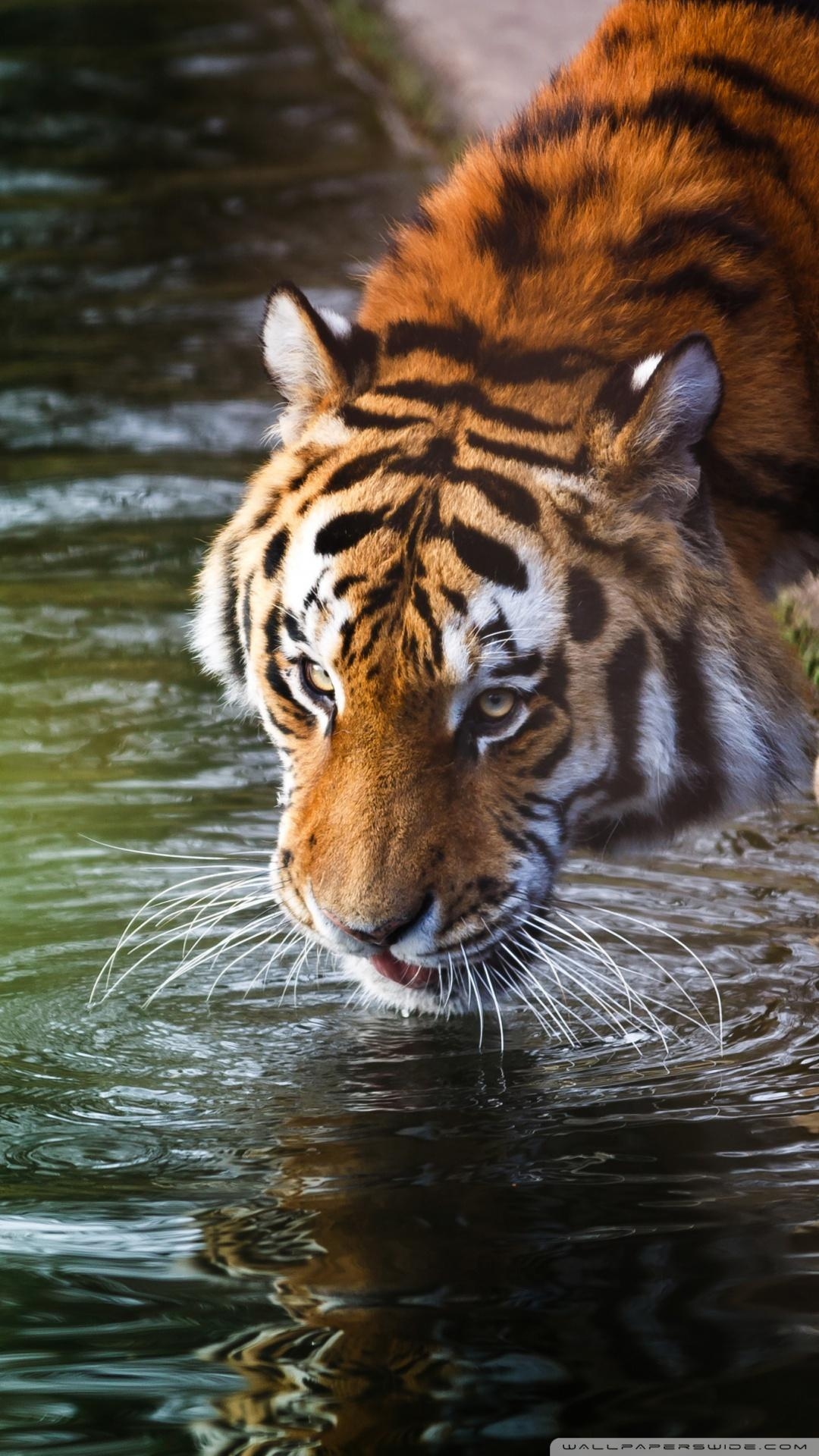 1080x1920 Tiger Drinking ❤ 4K HD Desktop Wallpaper for 4K Ultra HD TV, Phone