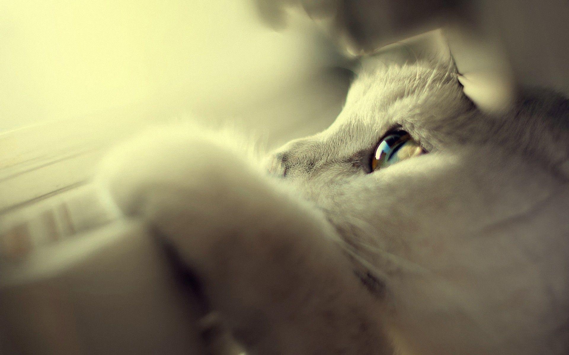 1920x1200 White Cat Wallpaper Widescreen, Desktop