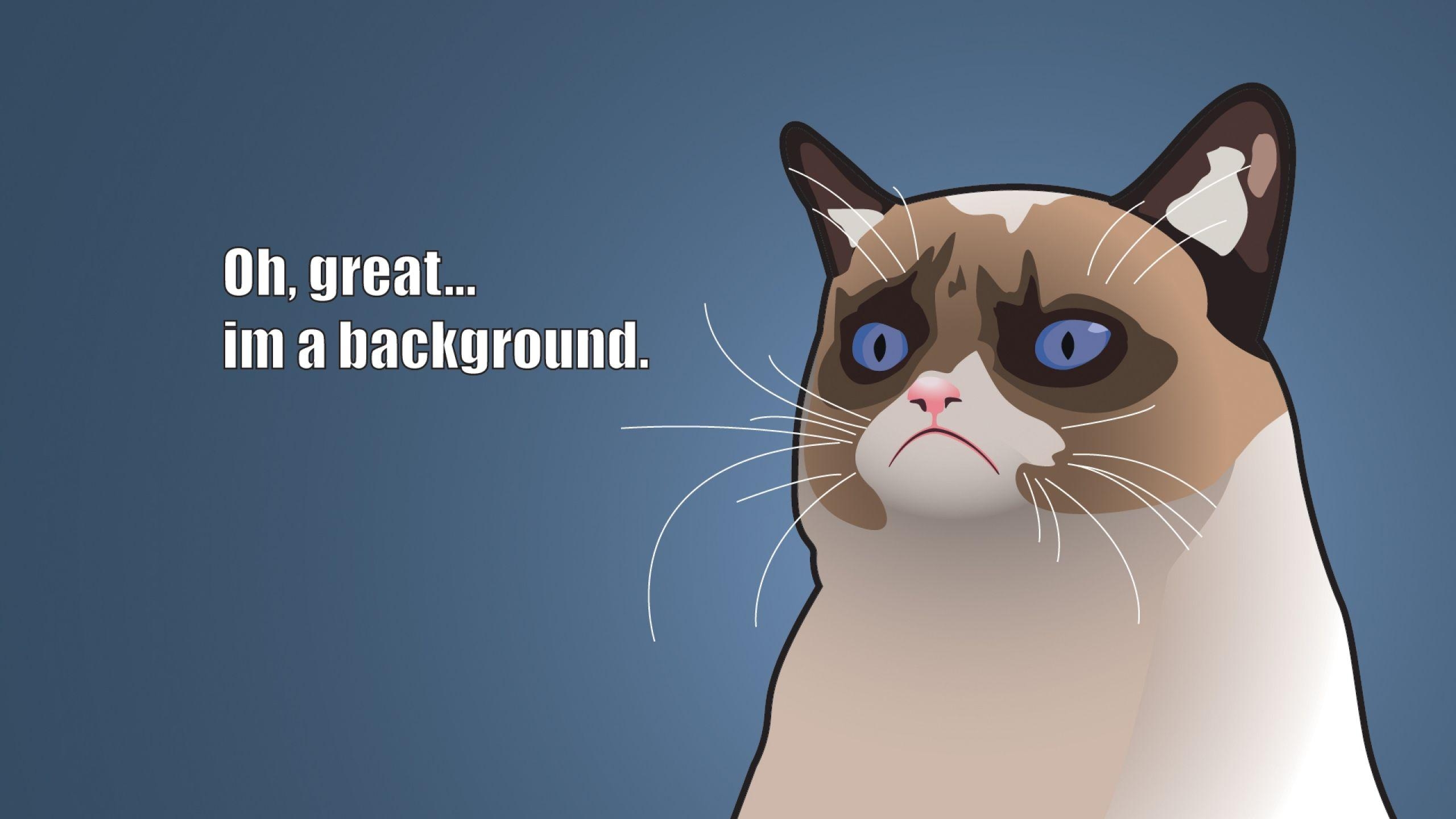 2560x1440 Grumpy Cat Wallpaper, Desktop