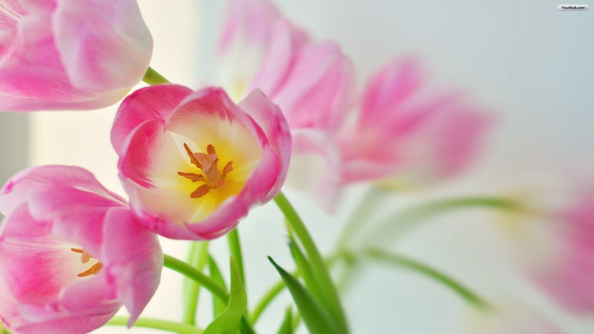 1920x1080 Tulips Wallpaper For Desktop, Desktop