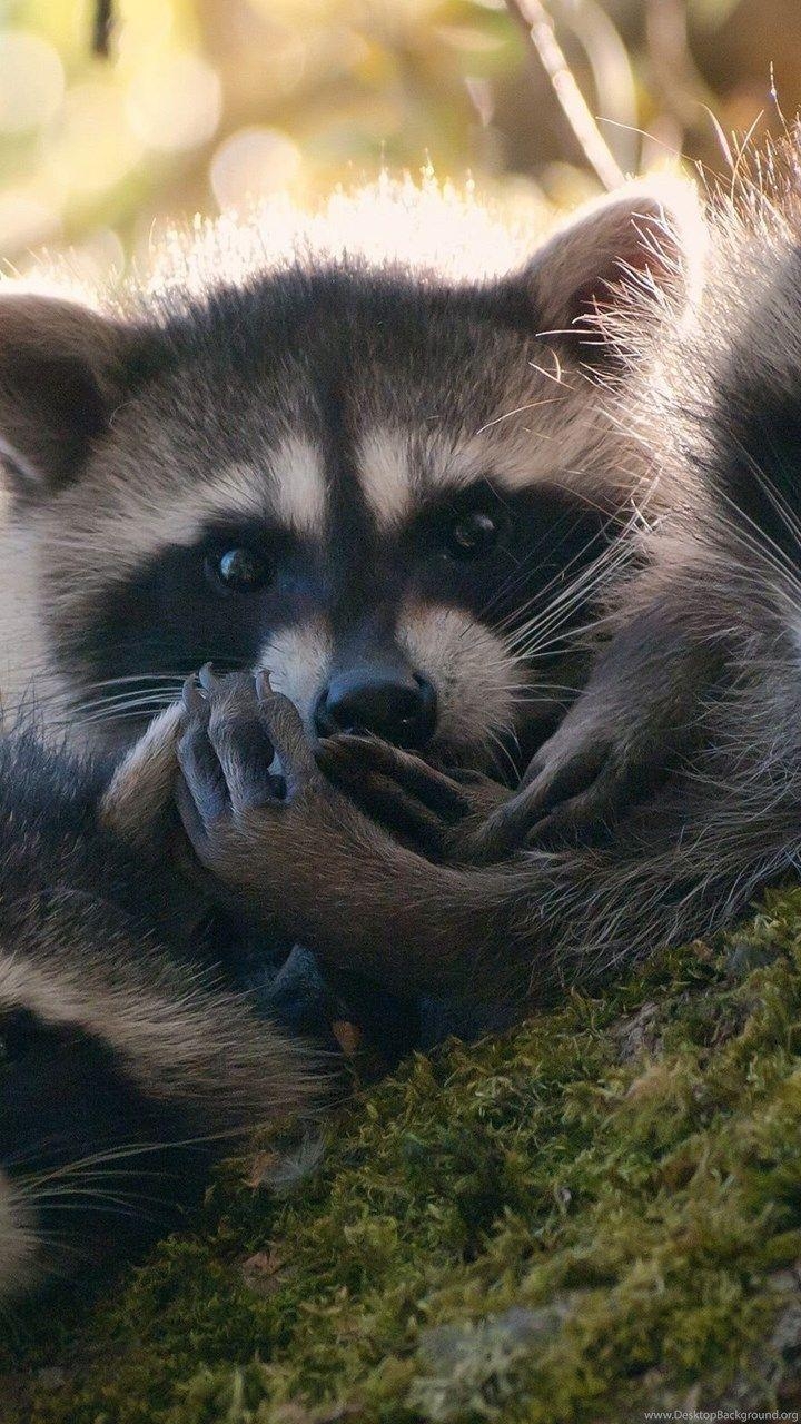 720x1280 Cute Raccoons Wallpaper Desktop Background, Phone