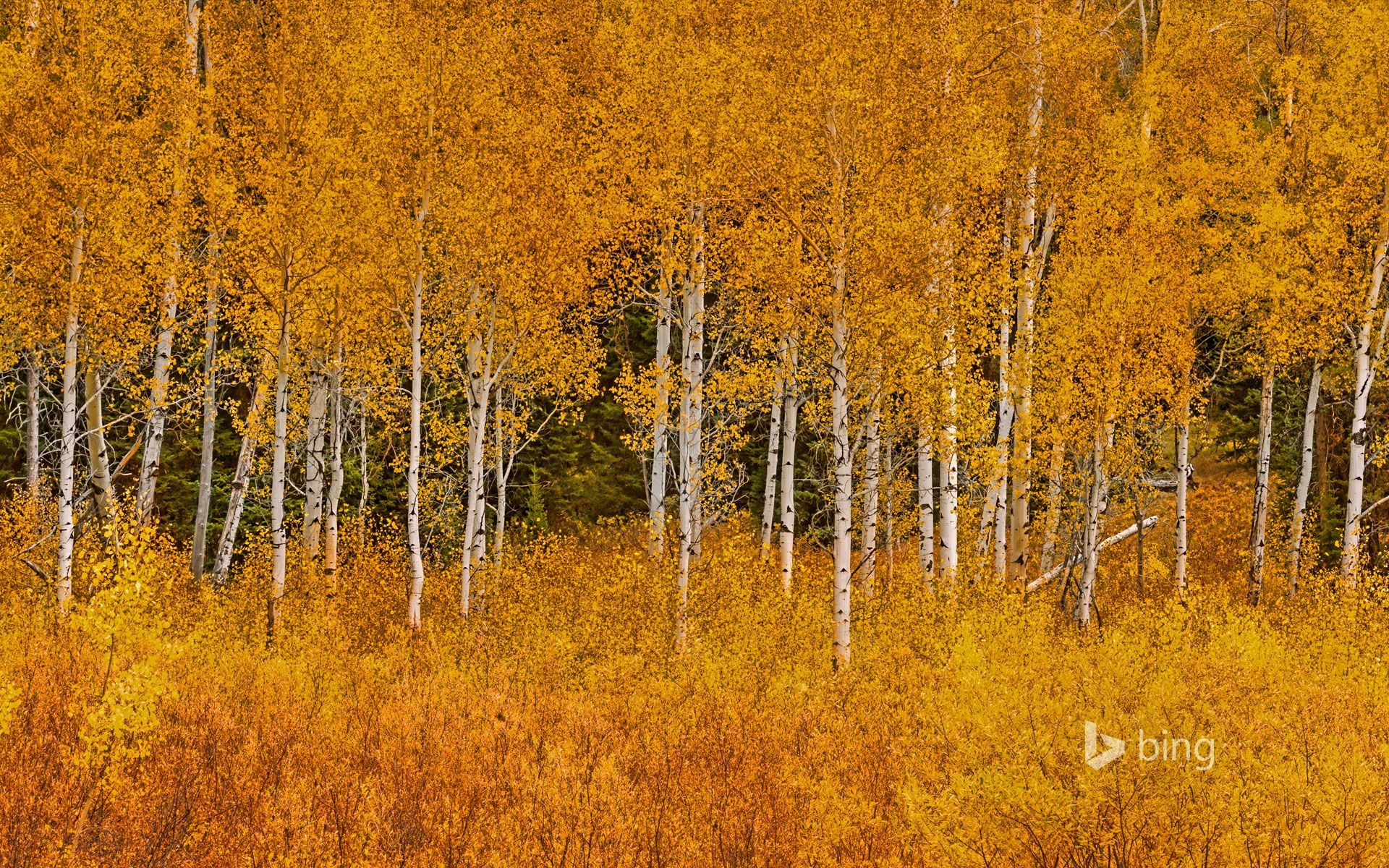 1920x1200 Autumn aspens in Grand Teton National Park, Wyoming, Desktop