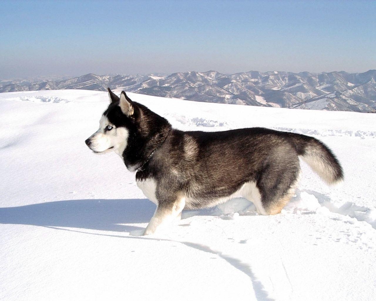 1280x1030 Siberian Husky Wallpaper HD, Desktop