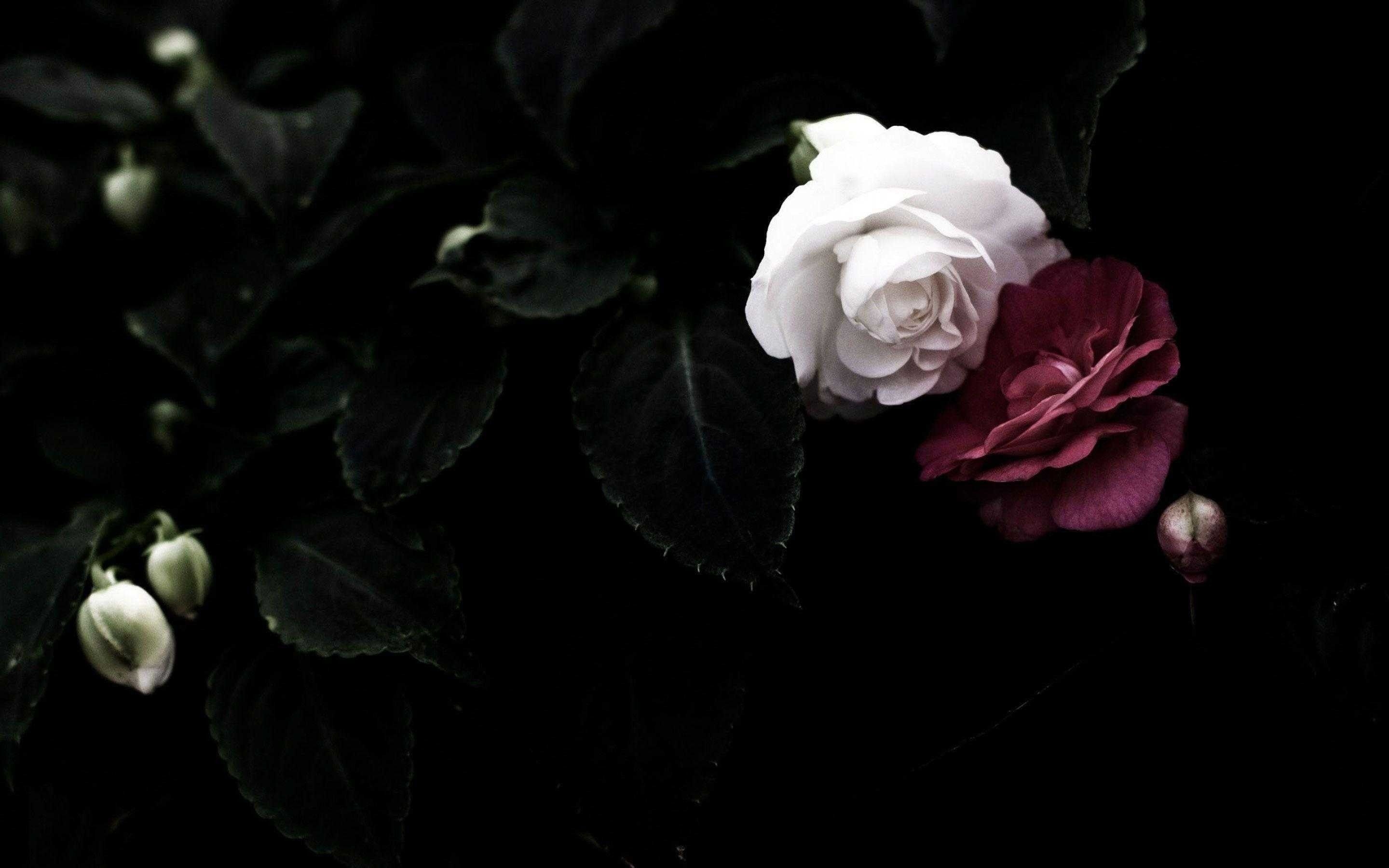 2880x1800 Download Black Rose Wallpaper, HD Background Download, Desktop