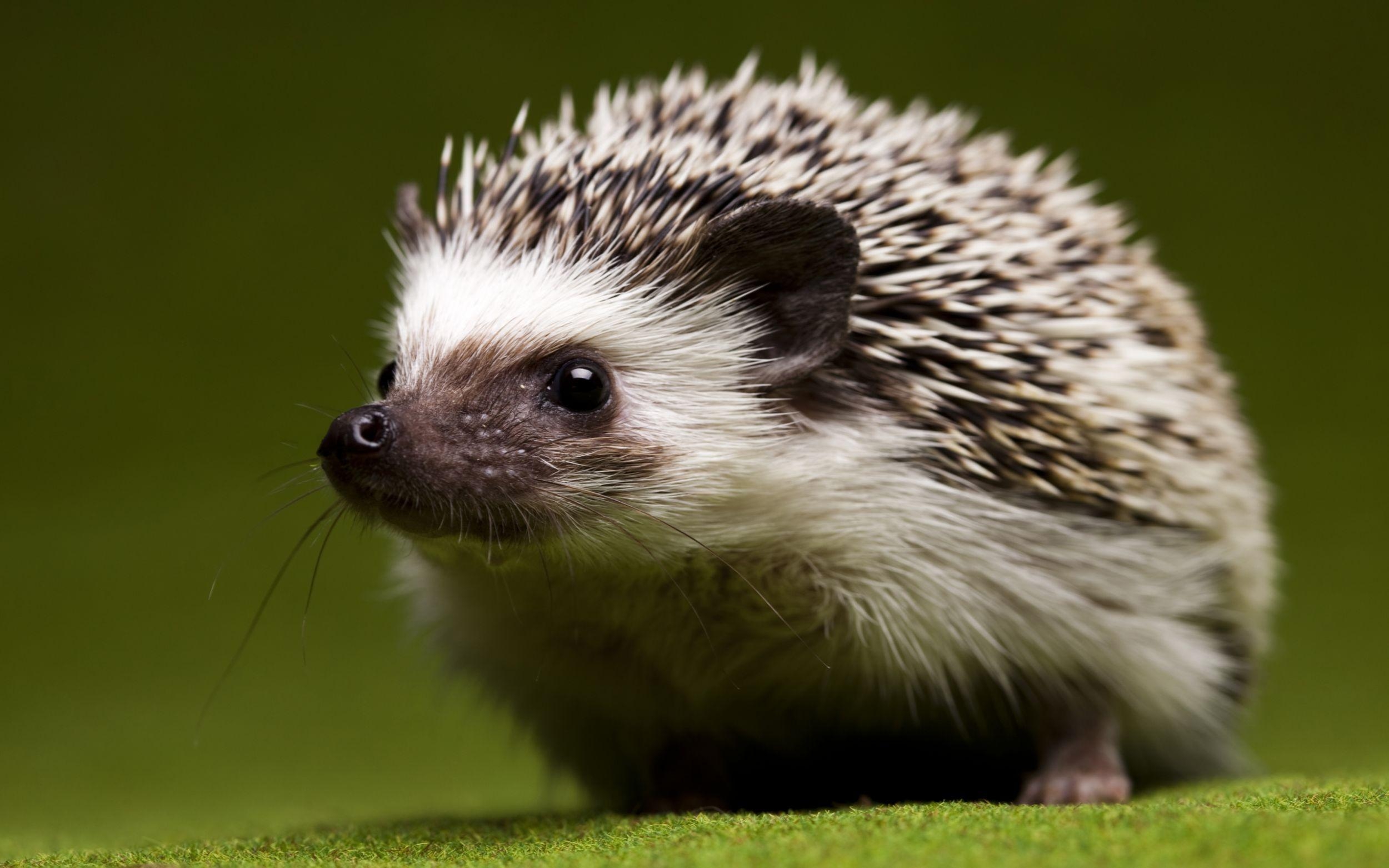 2500x1570 Of The Day: Hedgehog, Desktop