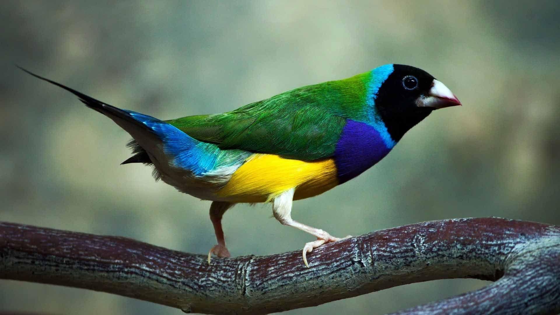 1920x1080 Birds. Most beautiful birds, Bird, Desktop