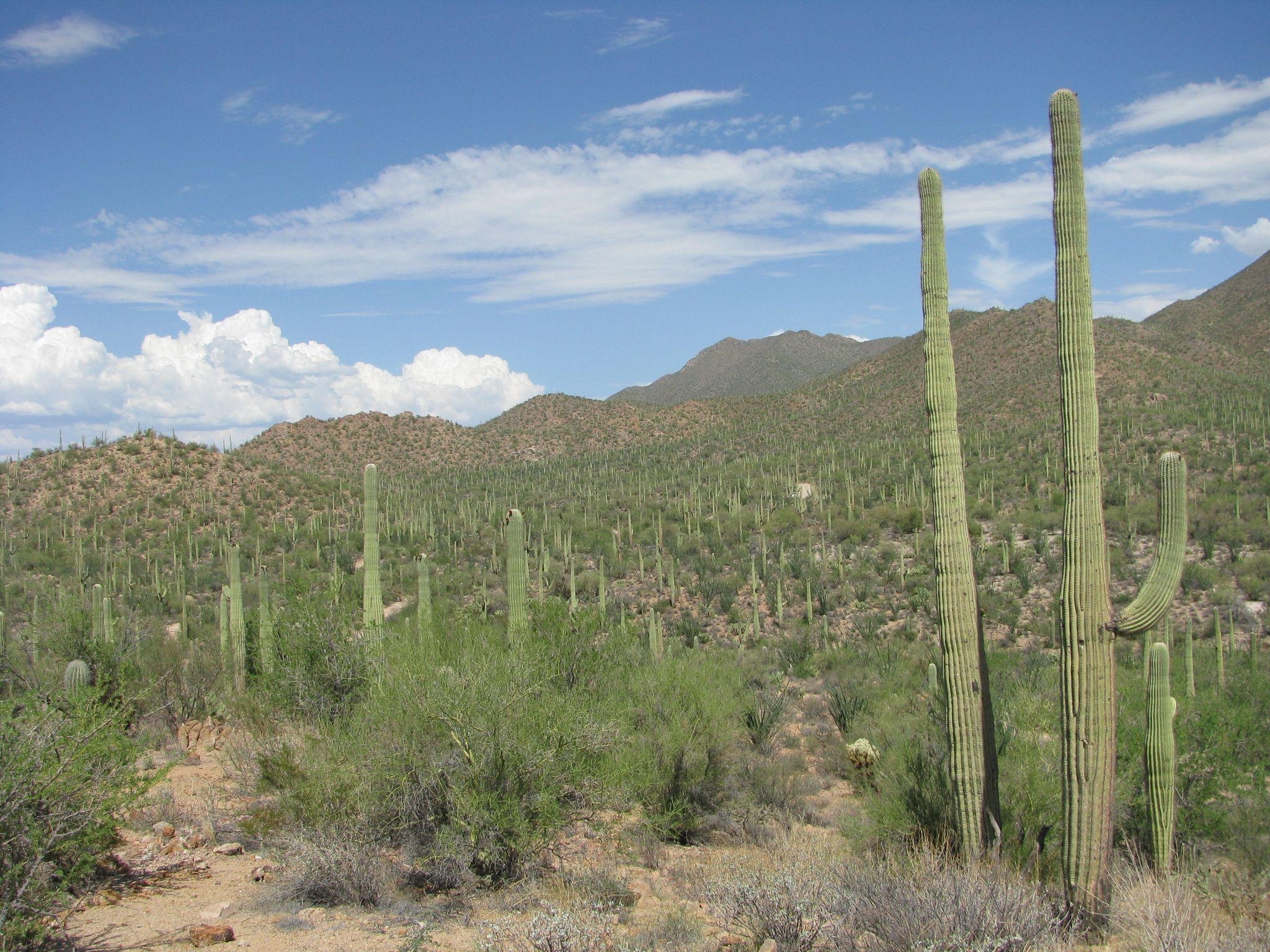 2050x1540 Saguaro National, Desktop