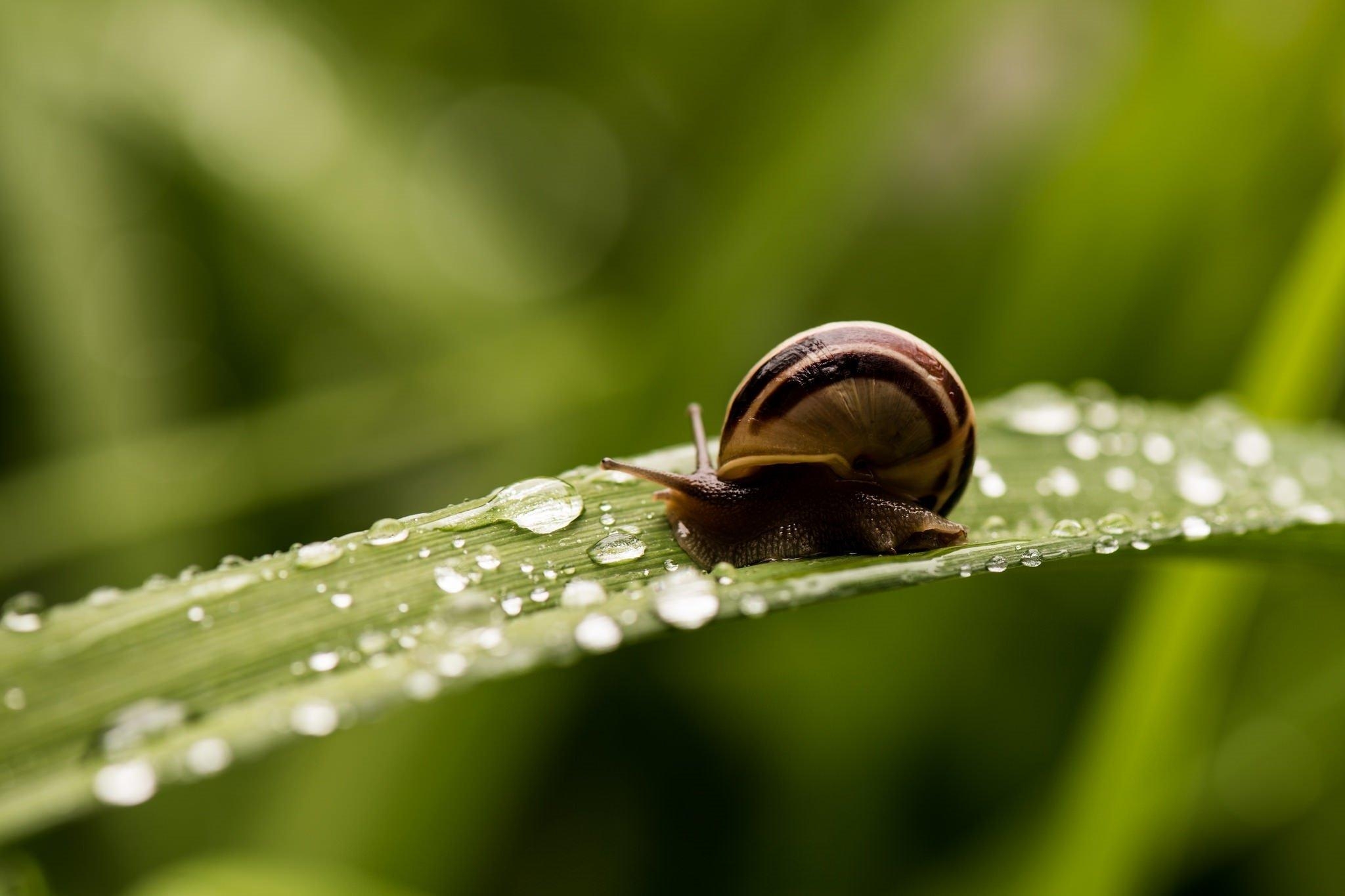 2050x1370 snail, Shell, Striped, Horns, A, Blade, Of, Grass, Drops, Desktop