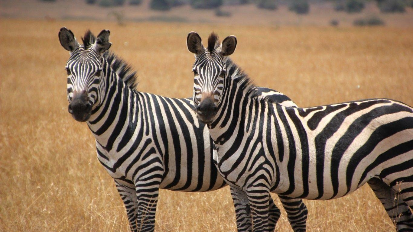 1370x770 Two Cute Zebras Animal Wallpaper HD, Wallpaper13.com, Desktop