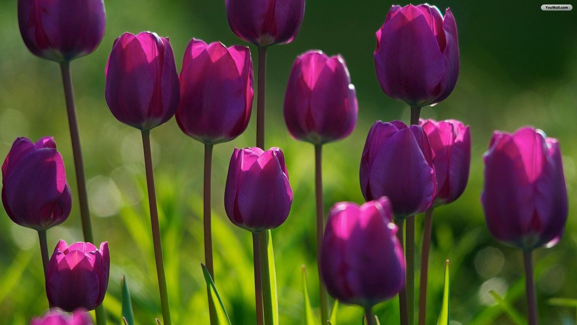 1920x1080 Tulips Wallpaper, Desktop