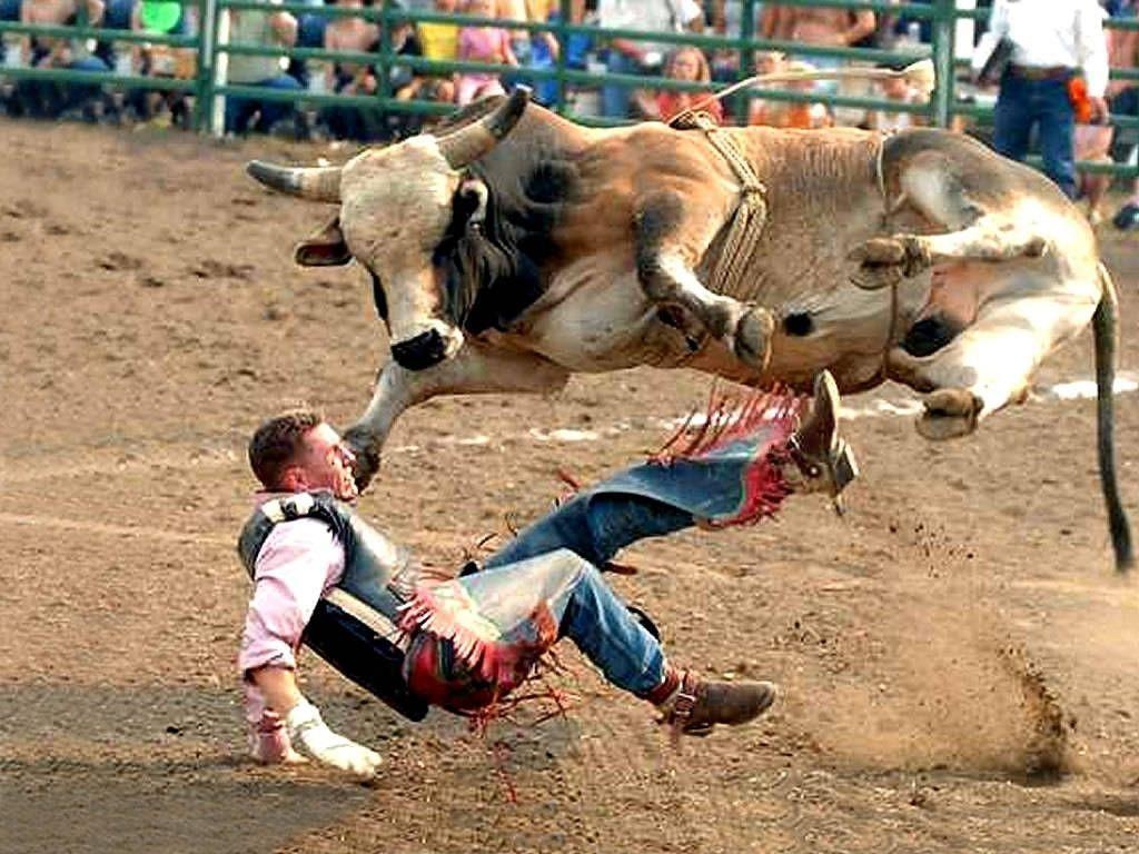 1030x770 Bull Riding Wallpaper Download Free, Desktop