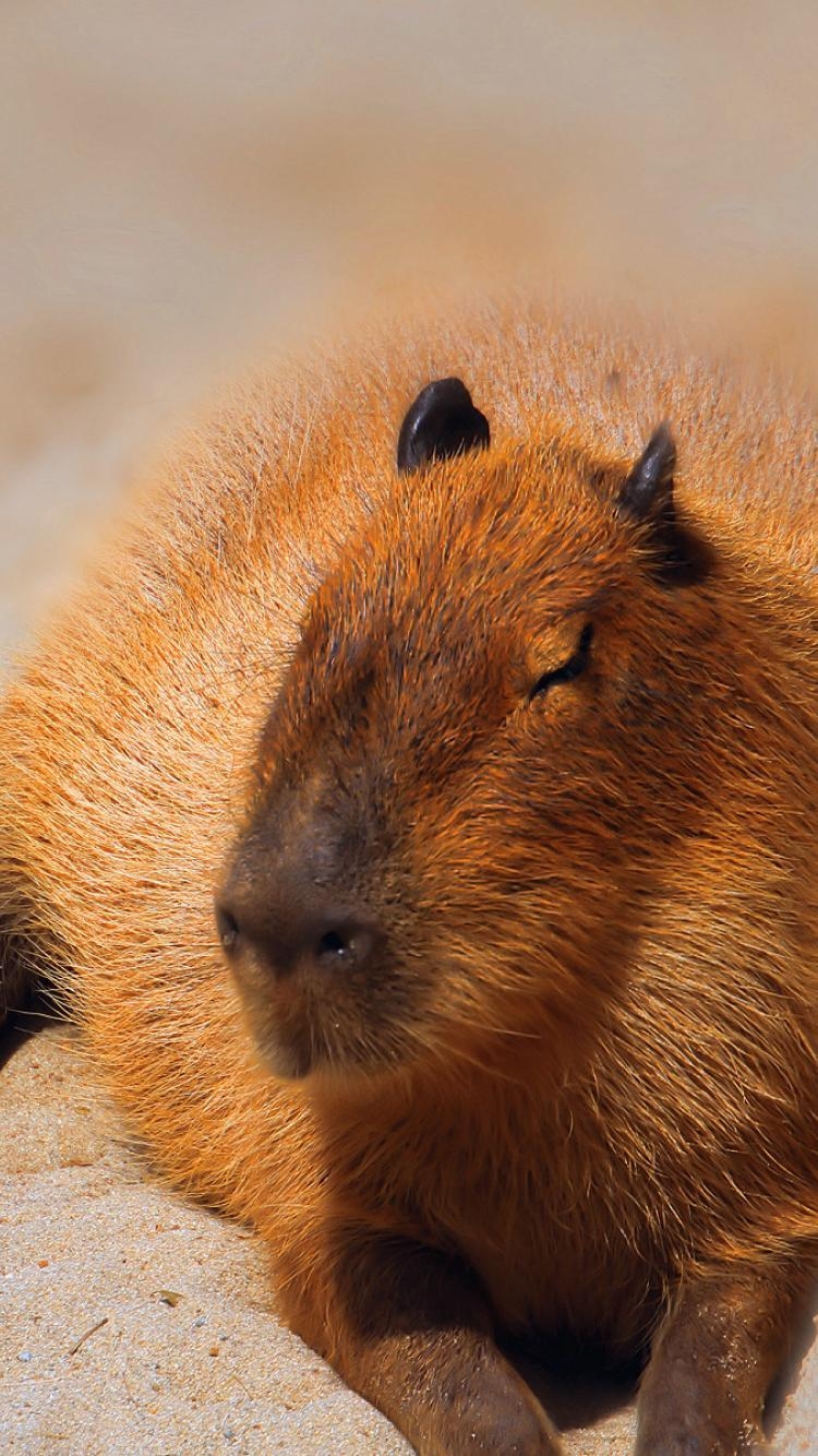 750x1340 image of Wallpaper And Background Capybara - #CALTO, Phone