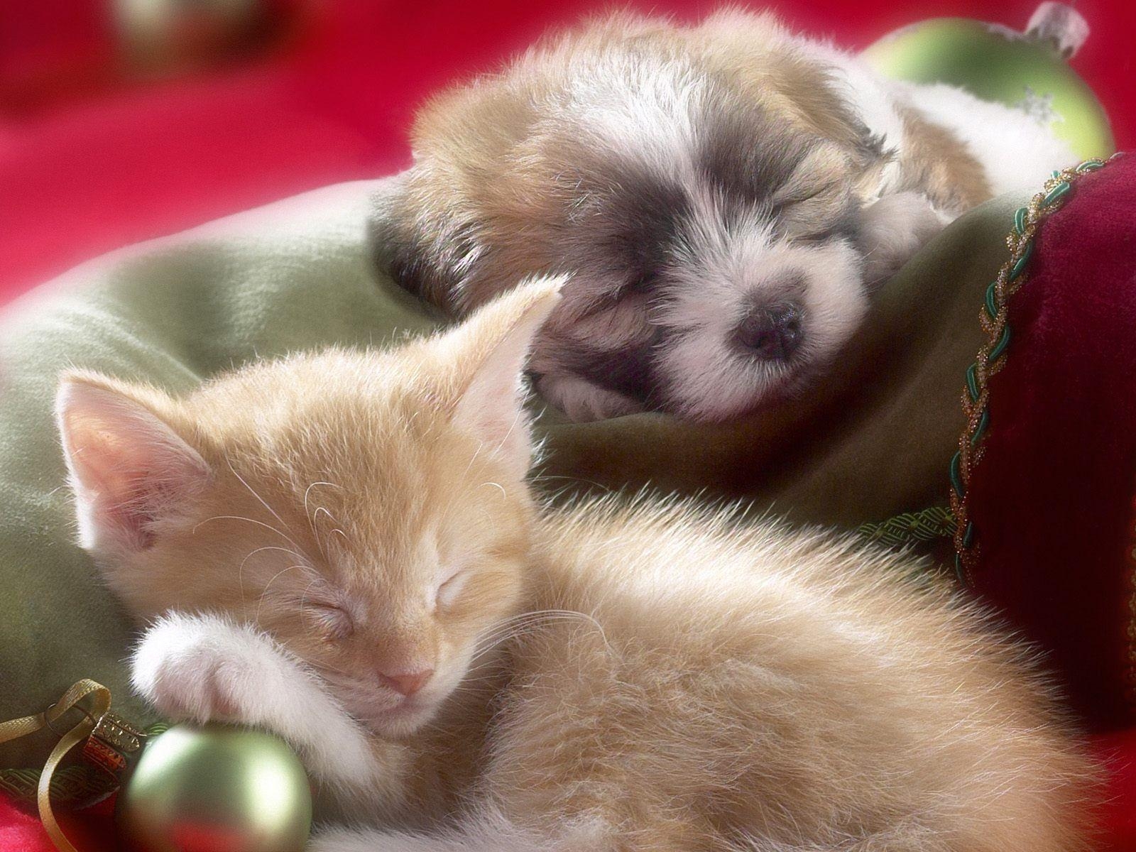 1600x1200 Cute Puppy And Kitten Wallpaper, Desktop