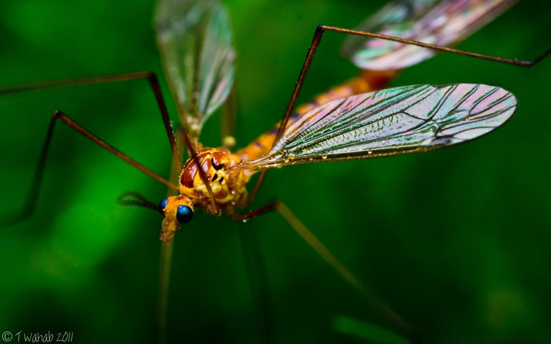 1920x1200 Crane Fly Macro, Desktop