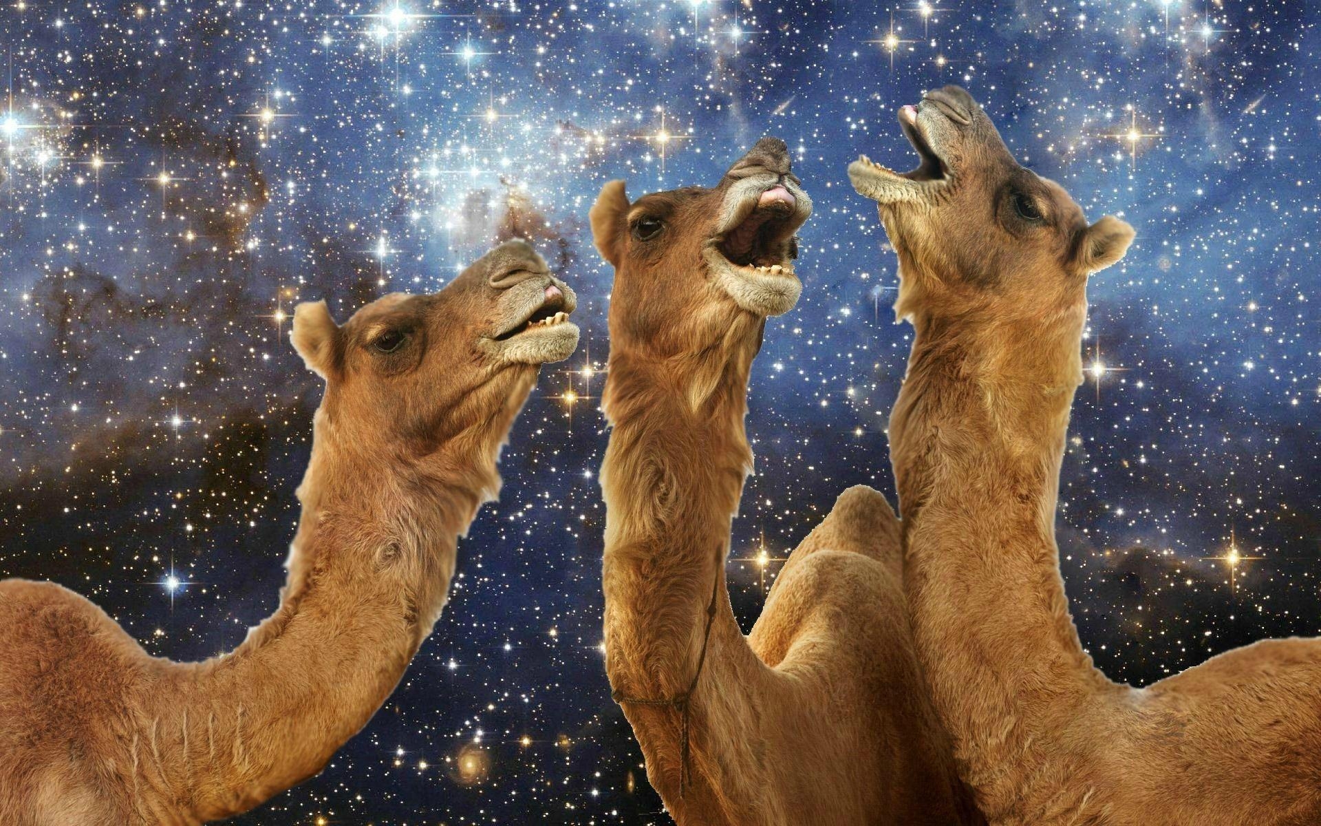 1920x1200 Llama laughing wallpaper. PC, Desktop