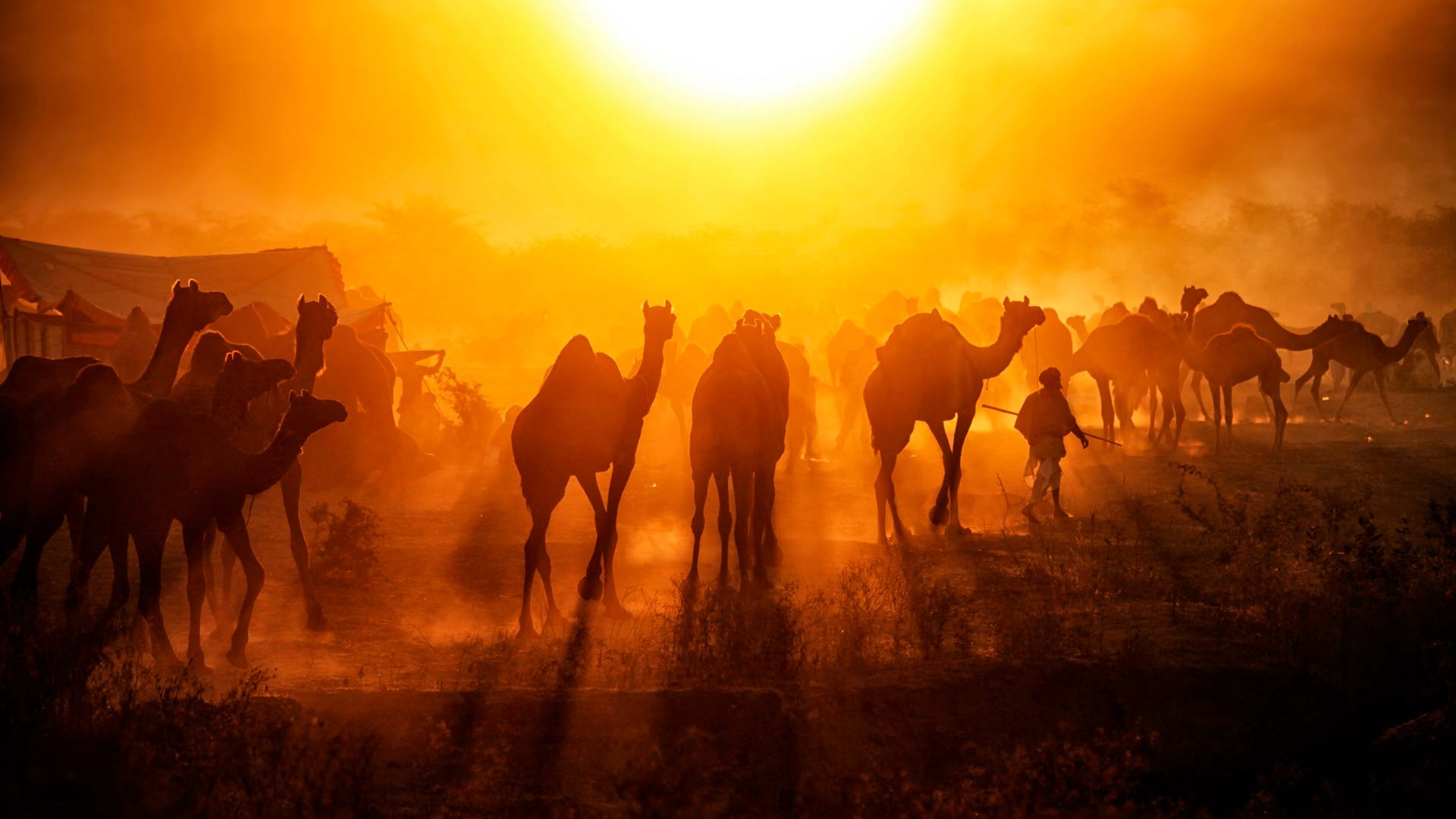 1920x1080 Pushkar Camels, Desktop