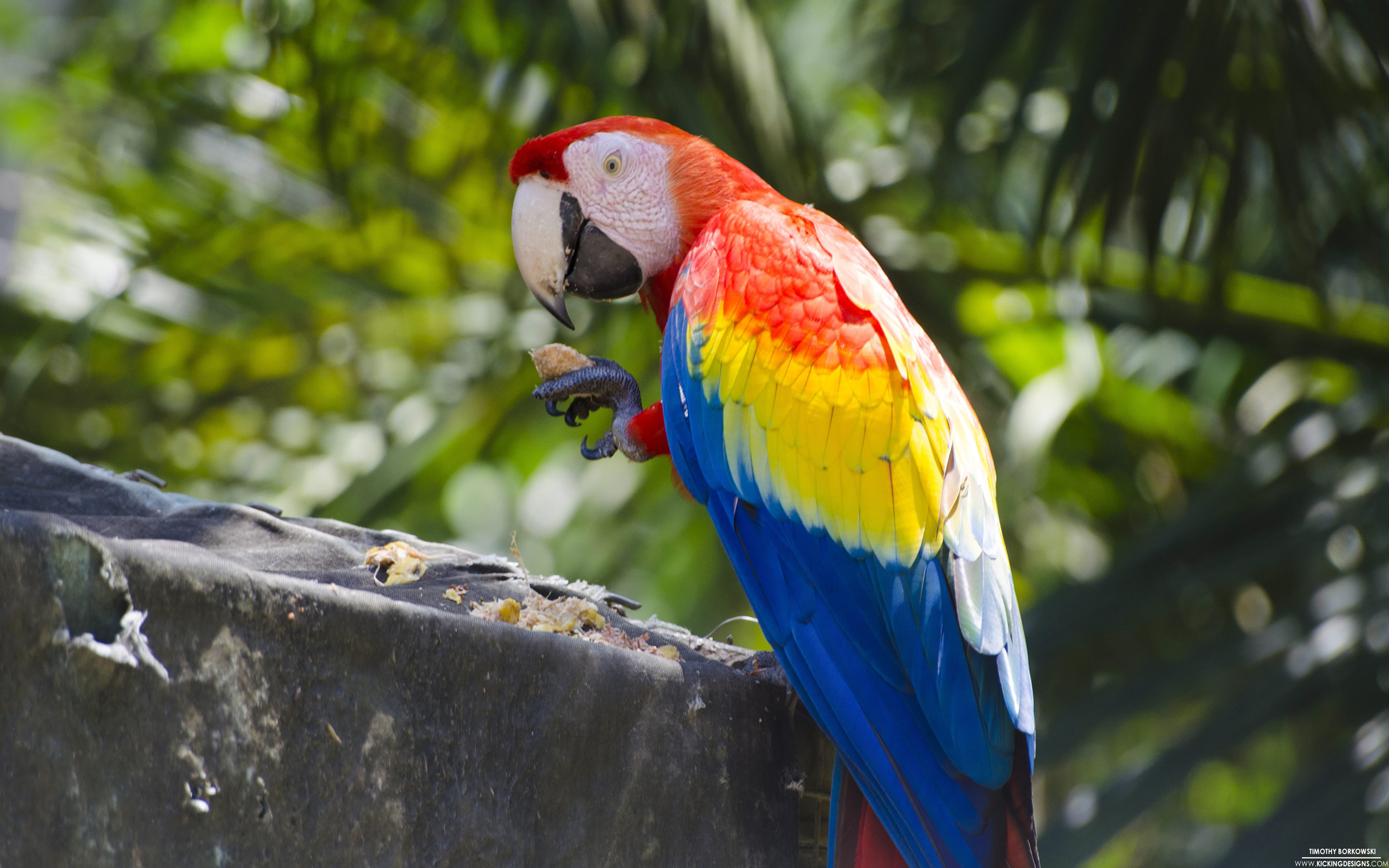 3840x2400 Scarlet Macaw Parrot Ultra HD Wallpaper, Wallpaper13.com, Desktop