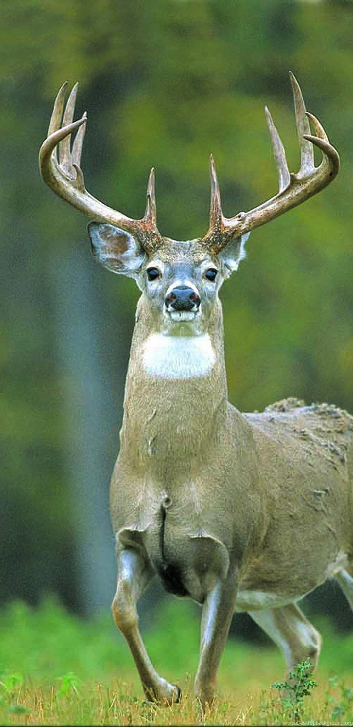 1440x2960 Whitetail Deer Wallpaper Wallpaper Zone Desktop Background, Phone