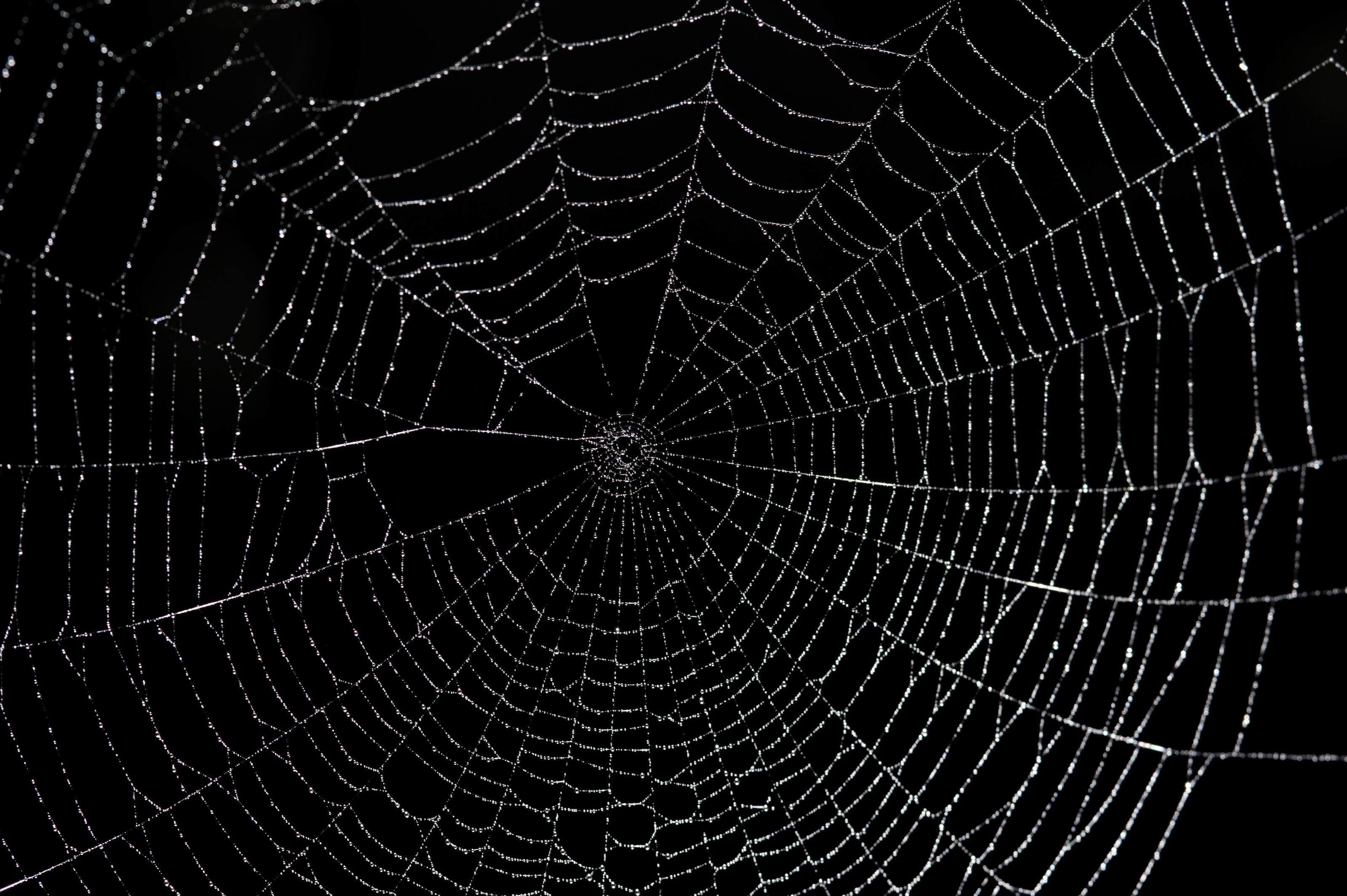 3200x2130 Spider Web Wallpaper, Desktop