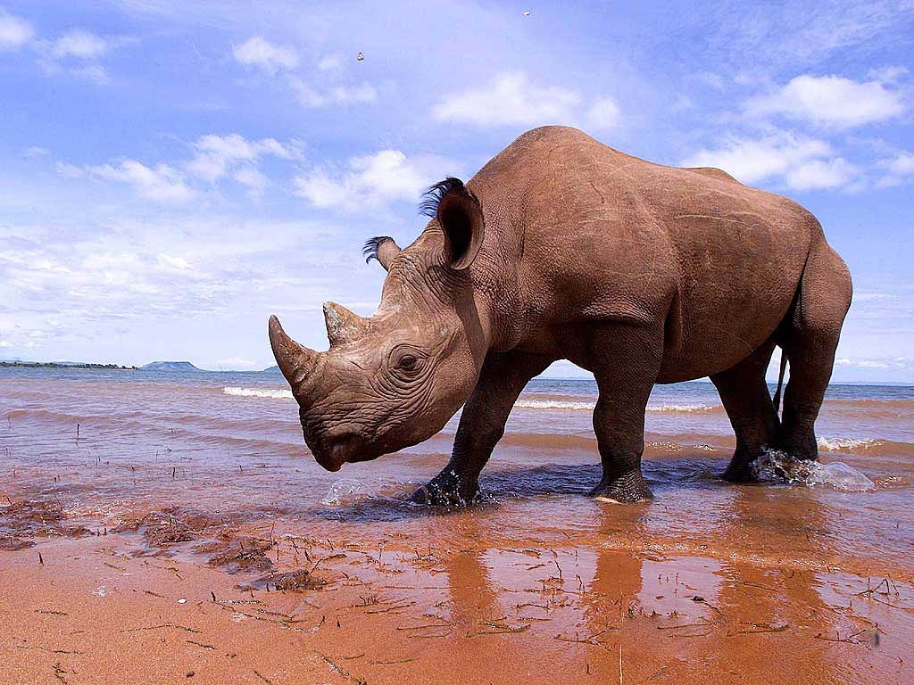 1030x770 Rhinoceros Wallpaper, Desktop