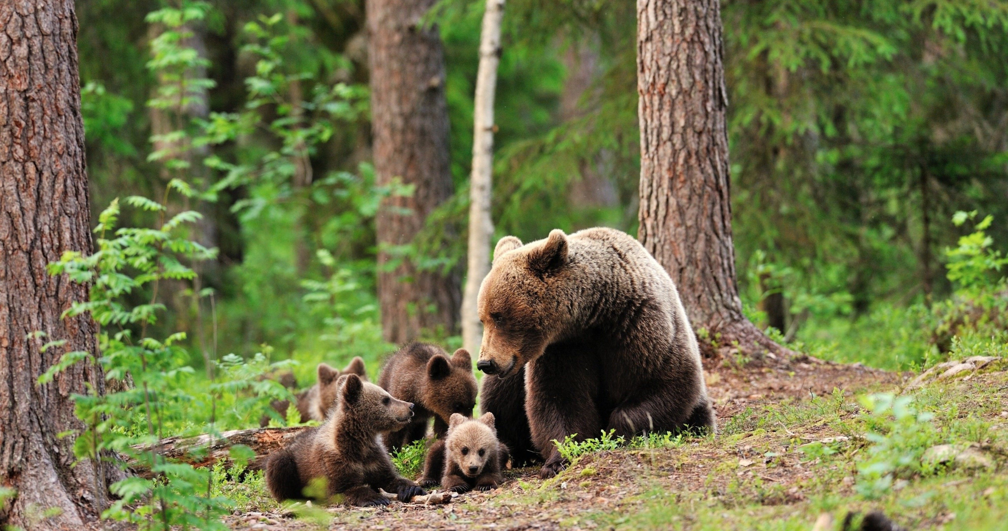 4100x2160 bears family in forest HD wallpaper 4k ultra HD wallpaper. Brown bear, Bear cubs, Animals, Desktop