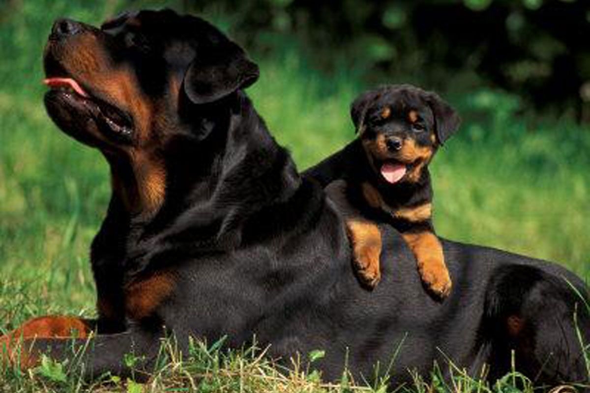 1200x800 Free download Rottweiler Puppies 25 Wide Wallpaper DogBreedsWallpaper [] for your Desktop, Mobile & Tablet. Explore Rottweiler Puppy Wallpaper. Rottweiler Wallpaper for Desktop, Rottweiler HD Wallpaper, Rottweiler, Desktop