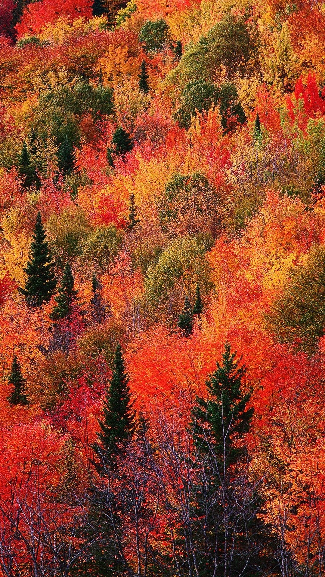 1080x1920 Fall Mountain Red Phone Wallpaper Lockscreen HD 4K Android iOS, Phone