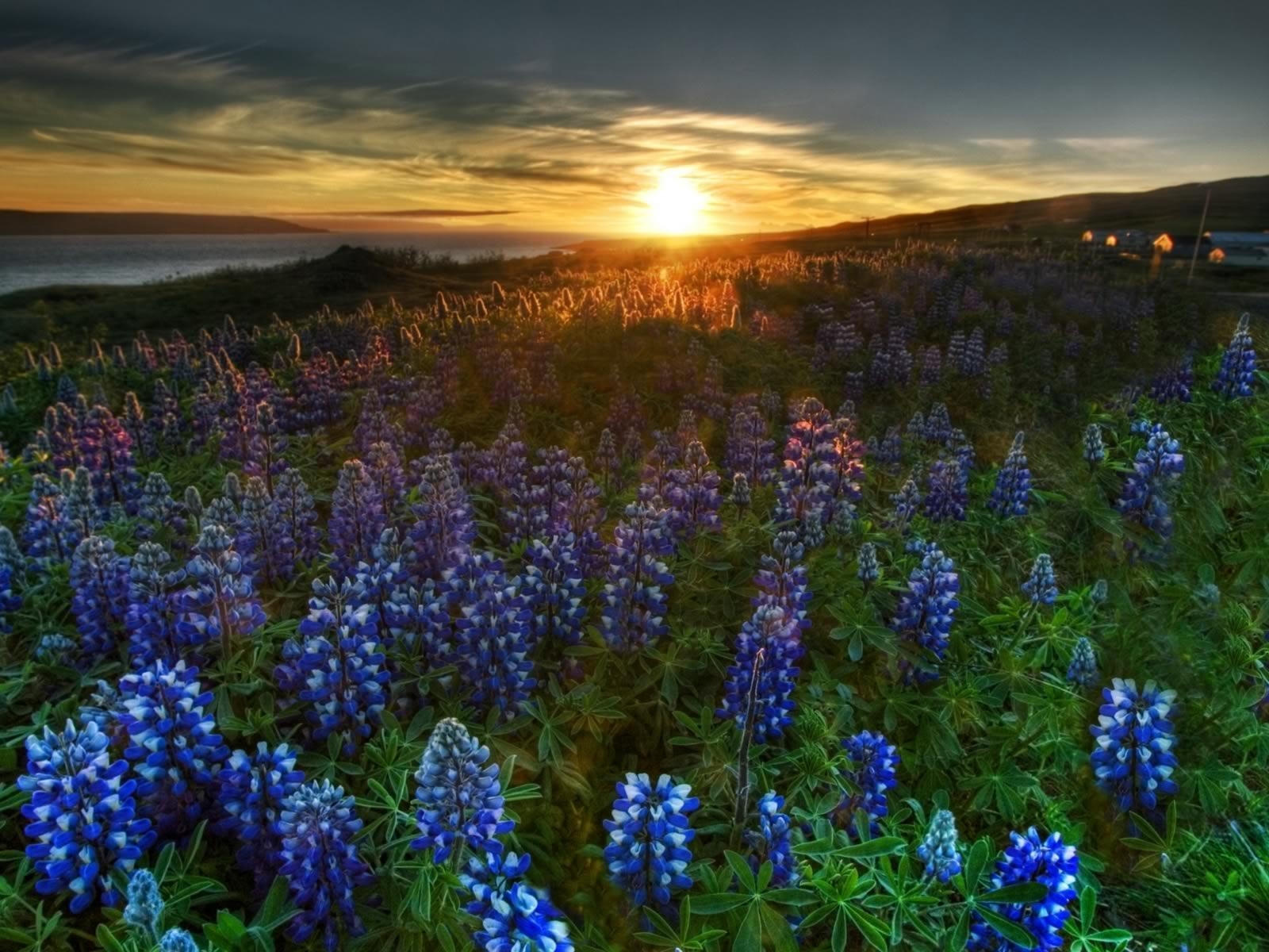 1600x1200 Blue Wildflower Sunrise Wallpaper Image featuring Landscapes, Desktop