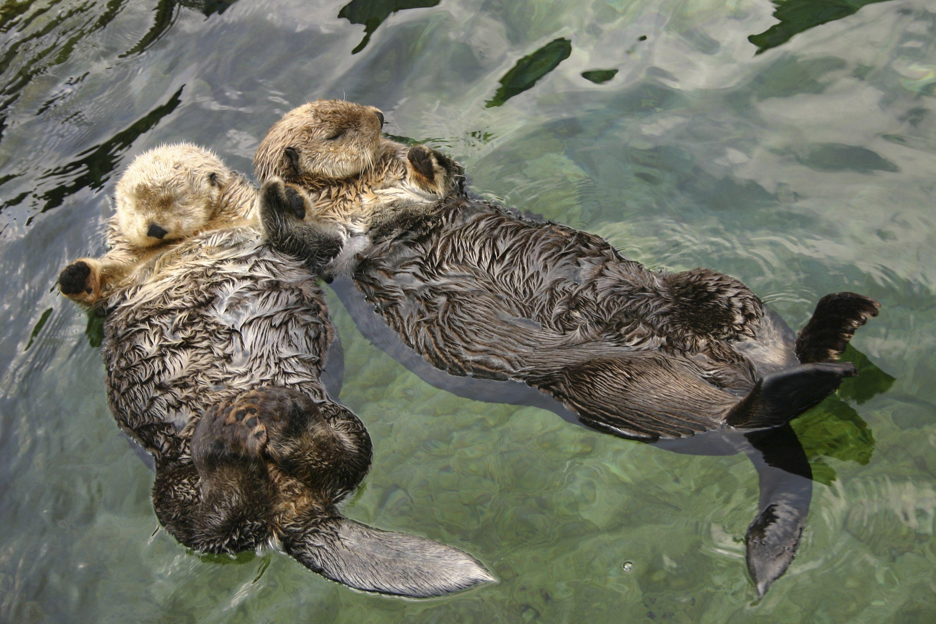 3080x2050 National Aquarium. It's Sea Otter Awareness Week!, Desktop